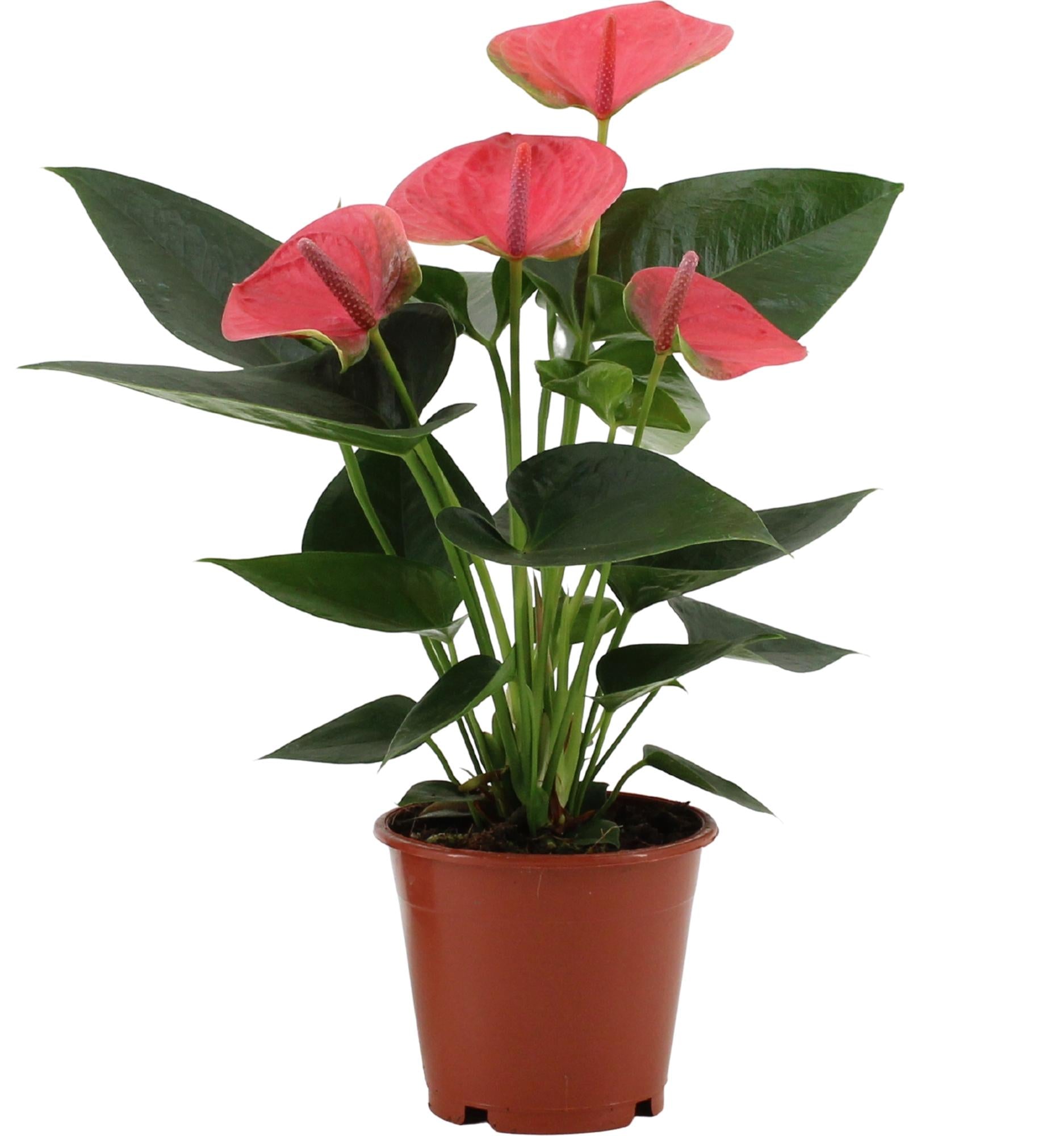 Anthurium Sweet Dream in custodia trasparente - Ø12cm - ↕36cm