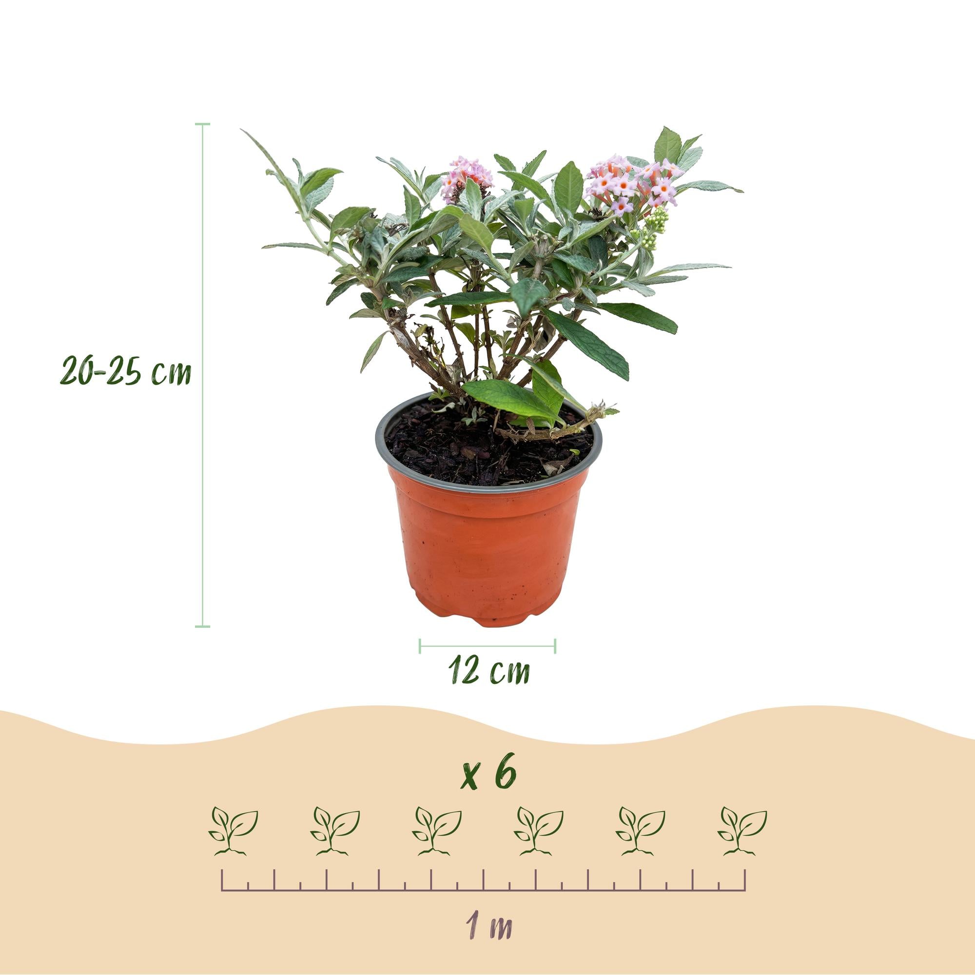 Buddleja davidii Butterfly Candy Little Pink - Vlinderstruik - Compact - Roze - 1 Plant - Pot 12cm - Hoogte 20-25cm