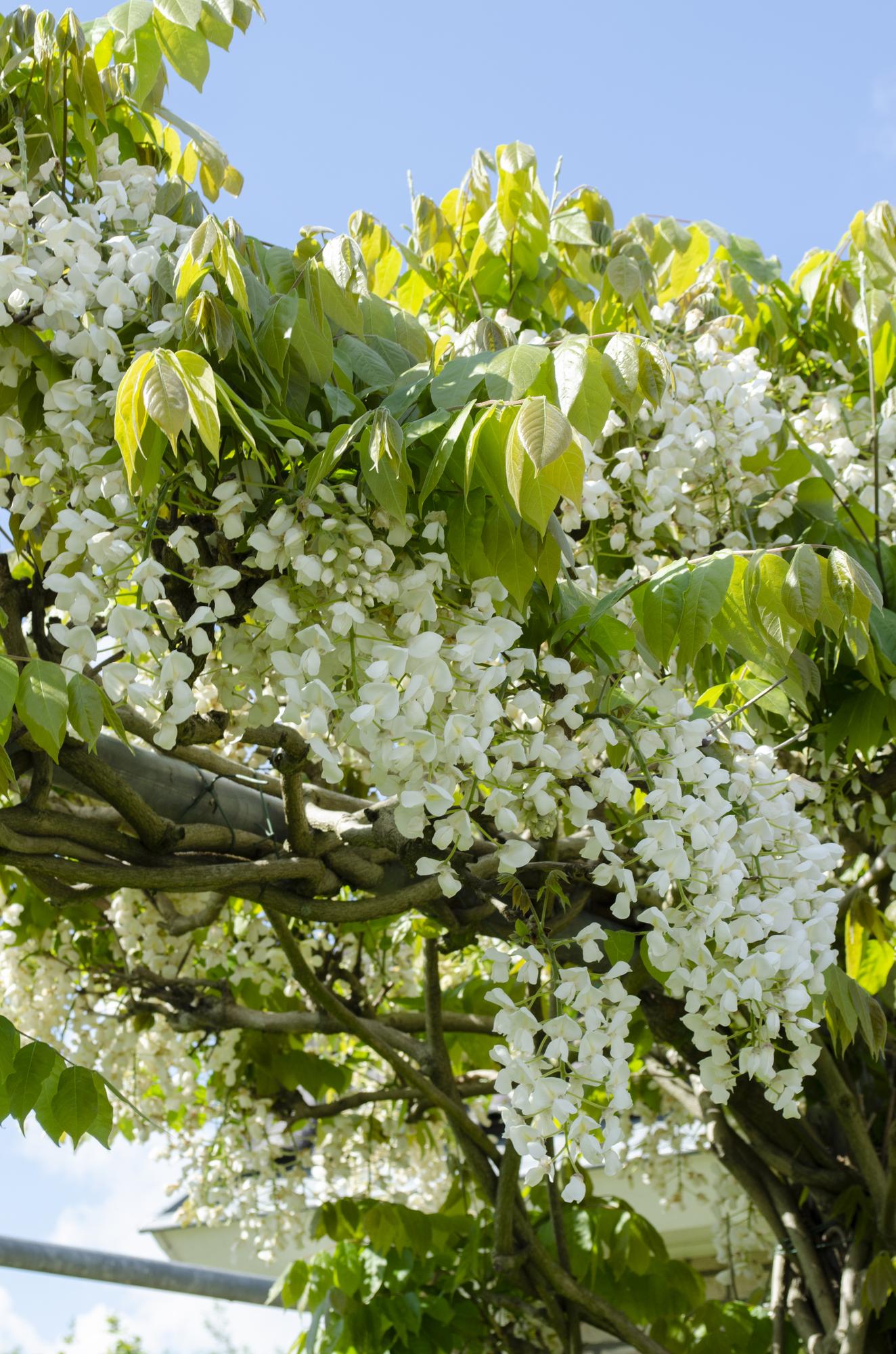 Wisteria floribunda Alba - Pioggia bianca - Ø15cm - ↕65cm