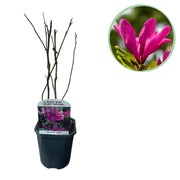 Magnolia Susan  - Bloemen Donker Roze - 1 plant - bladverliezend - weinig onderhoud - pot 17cm hoogte 45cm