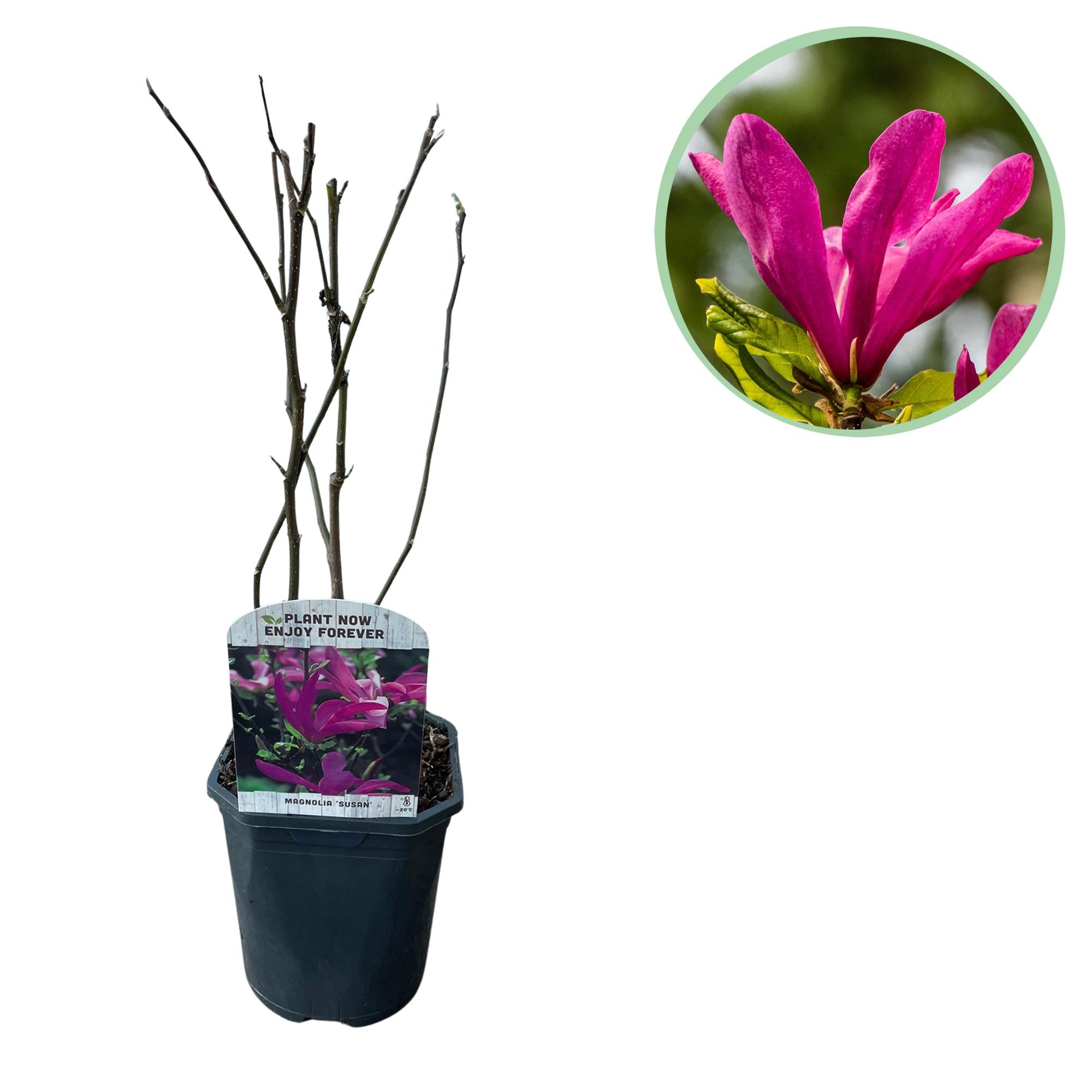 Magnolia Susan  - Bloemen Donker Roze - 1 plant - bladverliezend - weinig onderhoud - pot 17cm hoogte 45cm