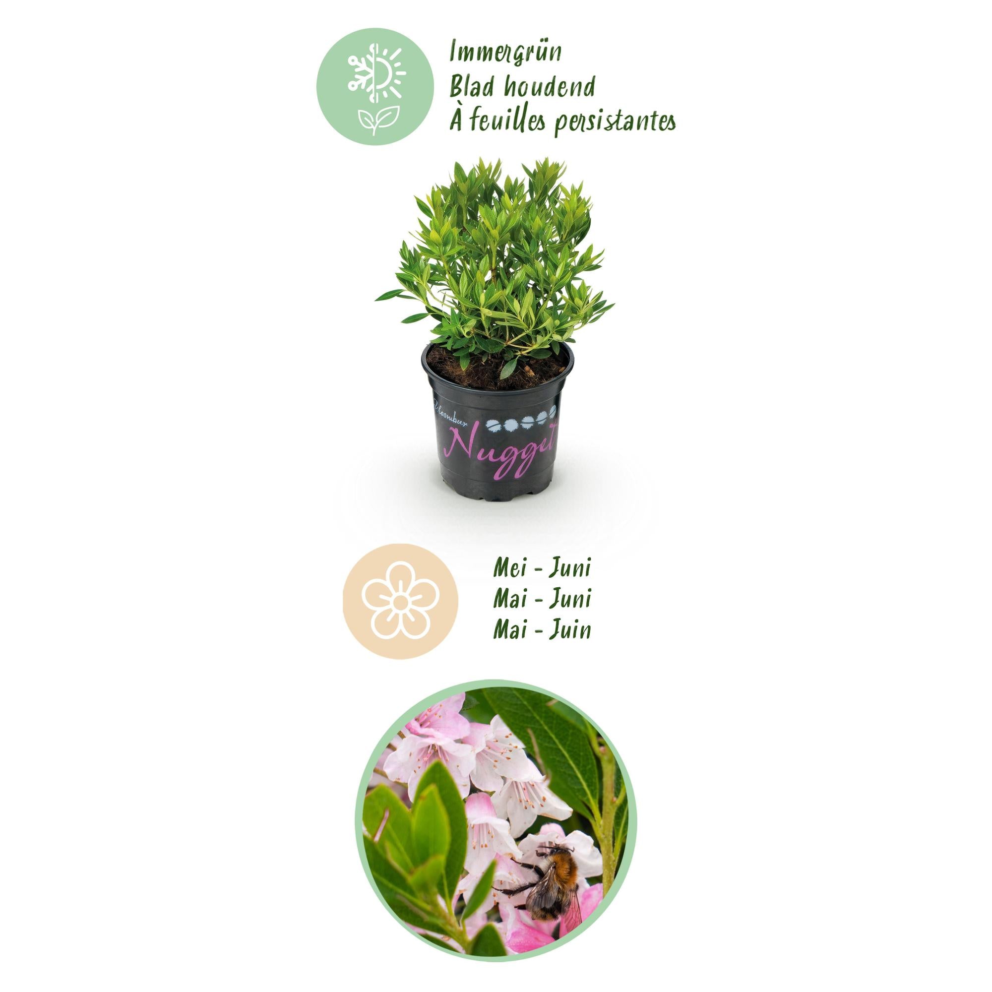 Dwerg Rhododendron - Rhododendron Bloombux Light Pink - Bloeiende Buxus - Weinig Onderhoud - Licht Roze Bloem - 3 Planten - Pot 10,5cm - Hoogte 20-25cm
