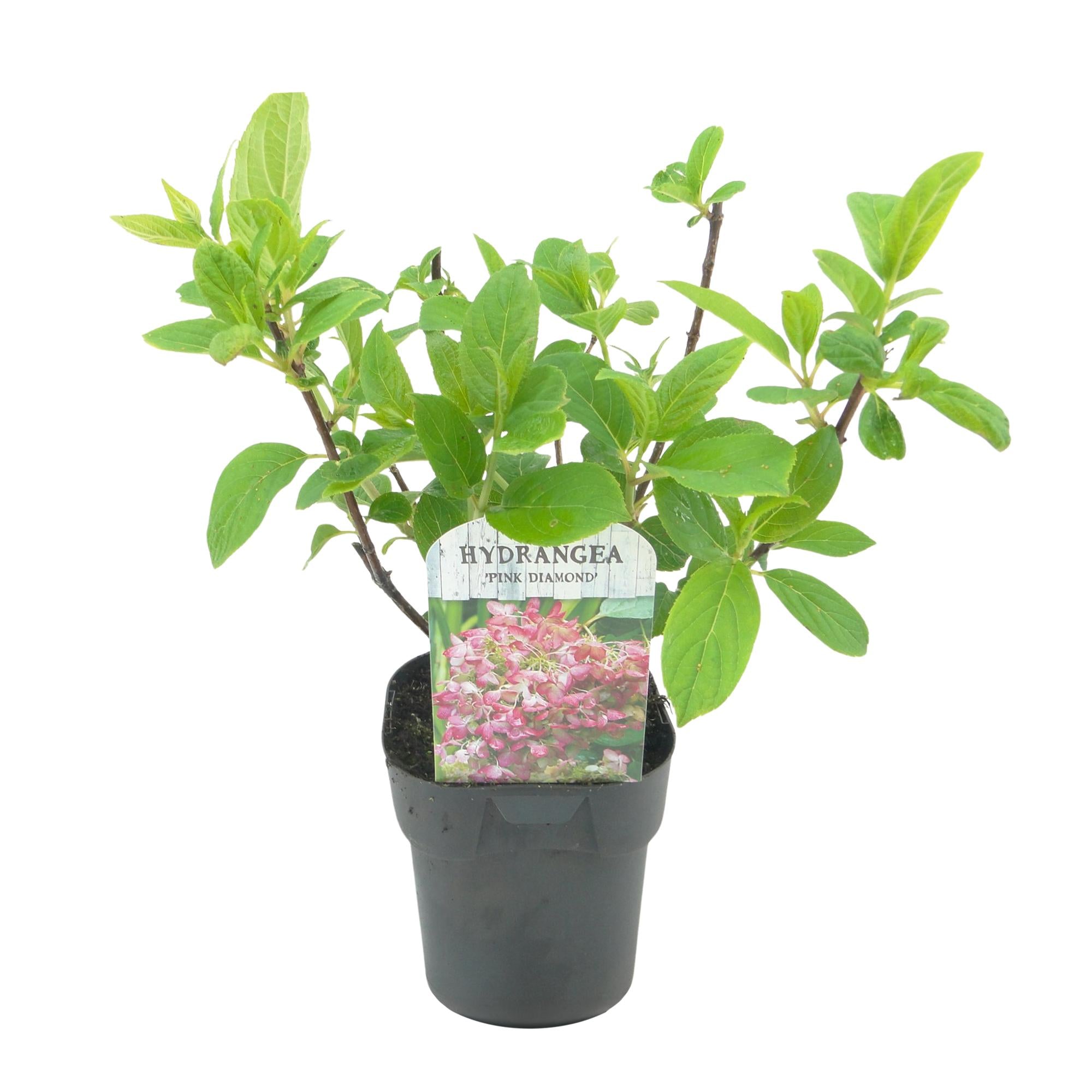 Green boutiQ – Federhortensie (Hydrangea panniculata 'Pink Diamond') – Blütenfarbe: Weiß-Rosa – 3 Pflanzen – 1 m² – Laubabwerfend – Große Blüten – Topf: 17 cm, Höhe: 50 cm