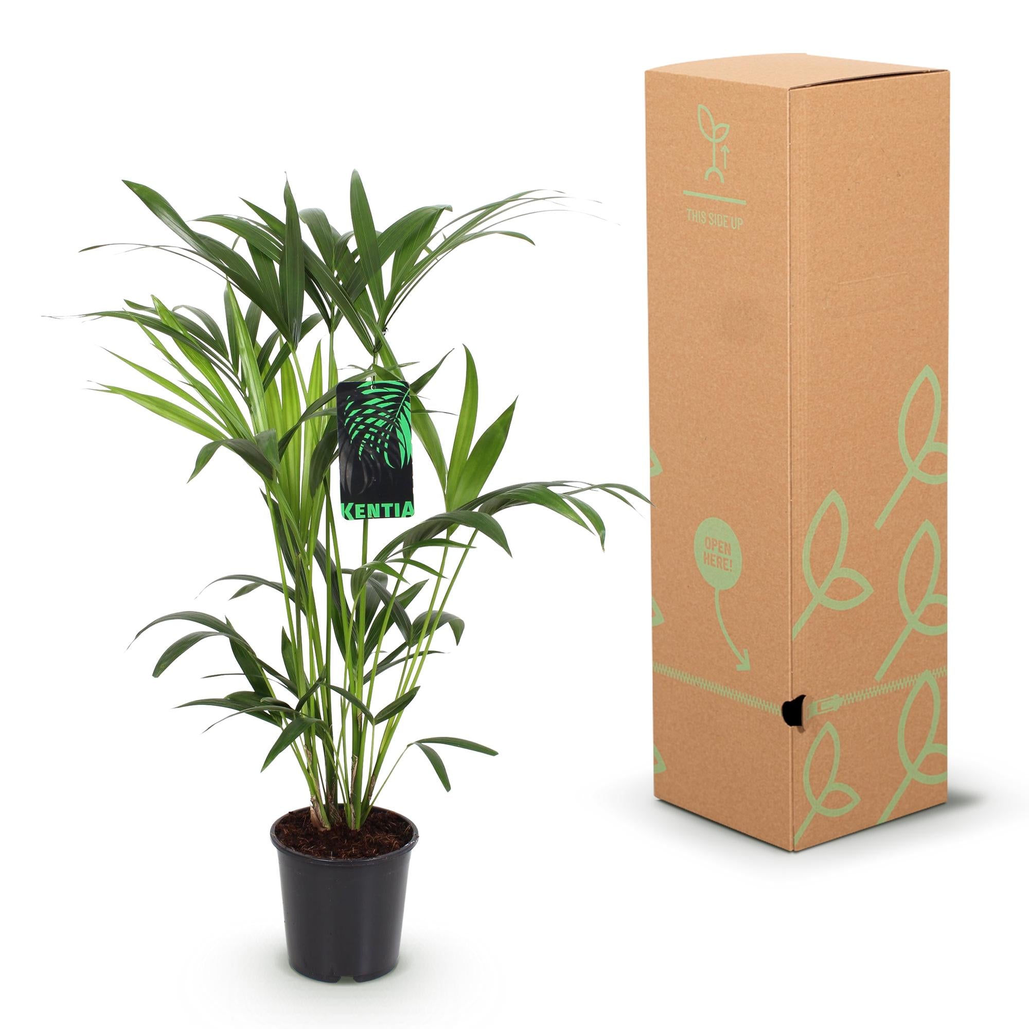 Howea Forsteriana - Kentia Palm - Weinig Onderhoud - Groen - 1 Plant - met Potter Grijs - Pot 19cm - Hoogte 80-85cm