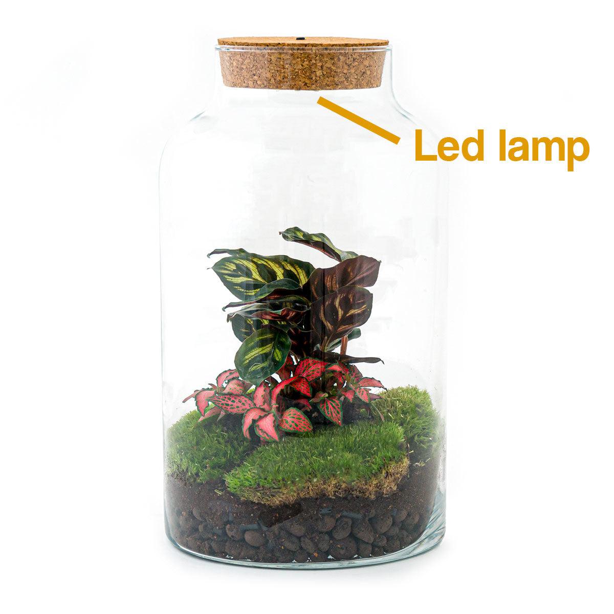 DIY-Terrarium – Milchige Calathea mit Licht – ↕ 31 cm – Normal