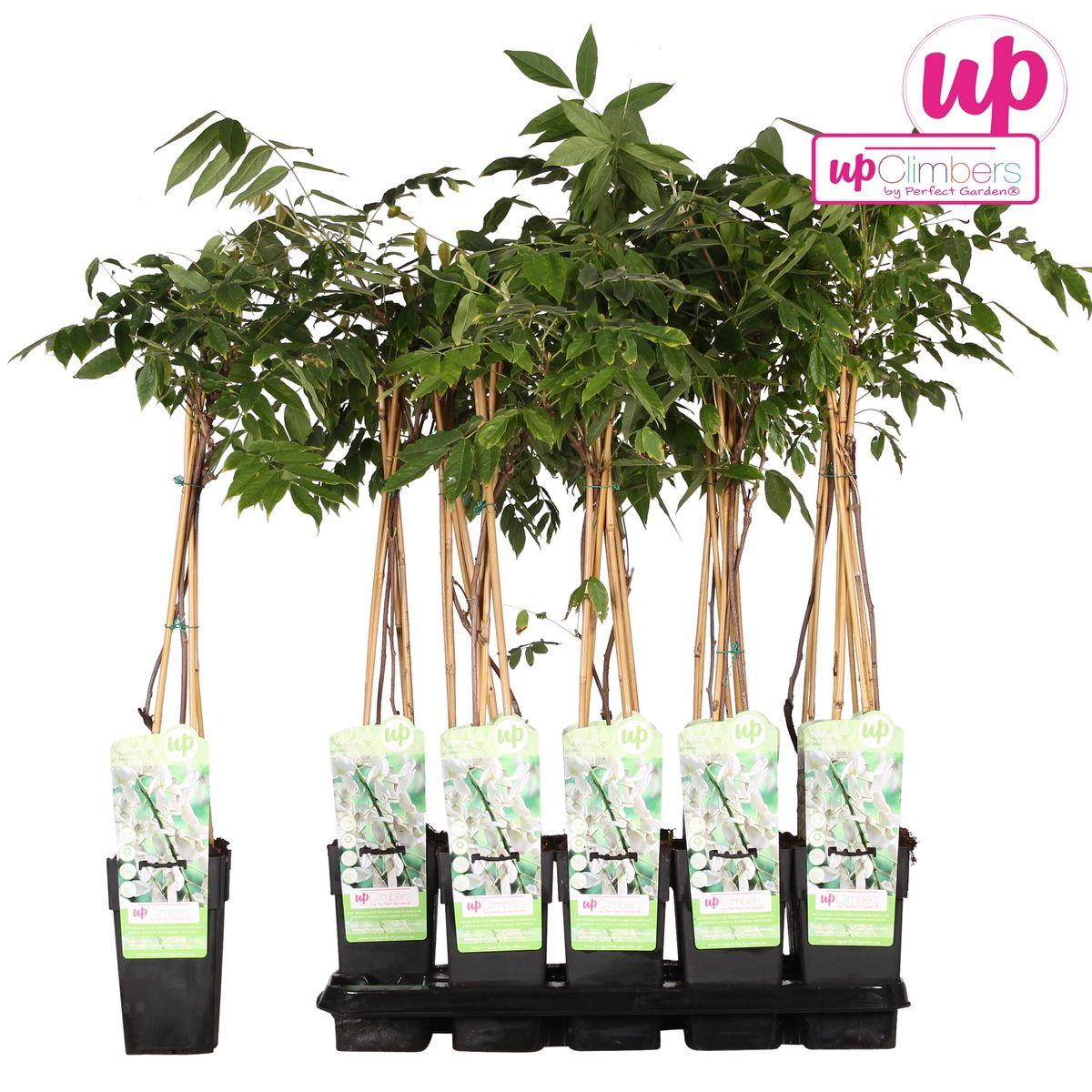 Wisteria floribunda Alba - Pioggia bianca - Ø15cm - ↕65cm
