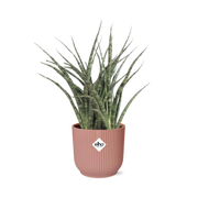 Sansevieria Fernwood Punk in ELHO Vibes Fold 14cm rosa
