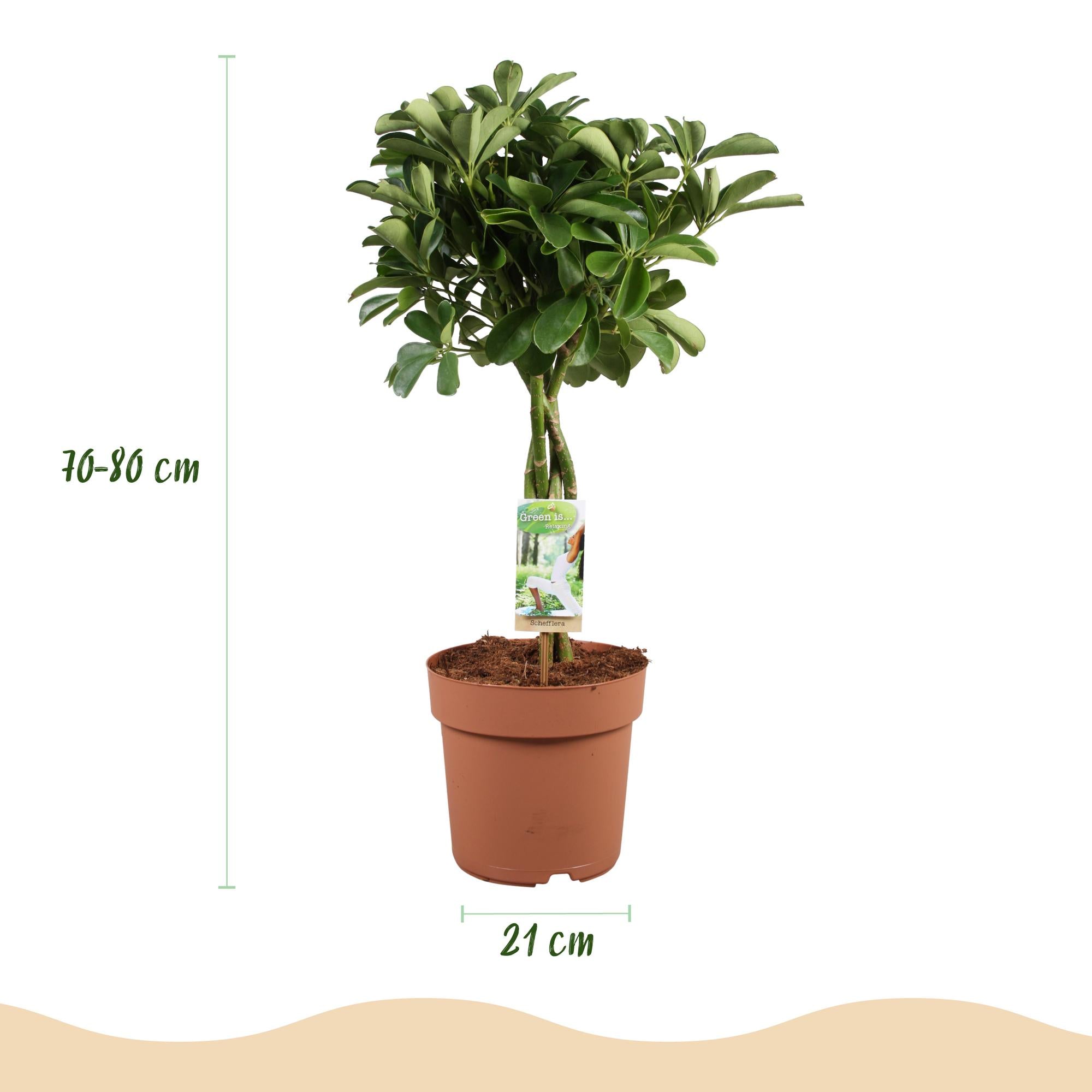Schefflera Nora - Vingerboom - Pot 21cm - Hoogte 70-82cm