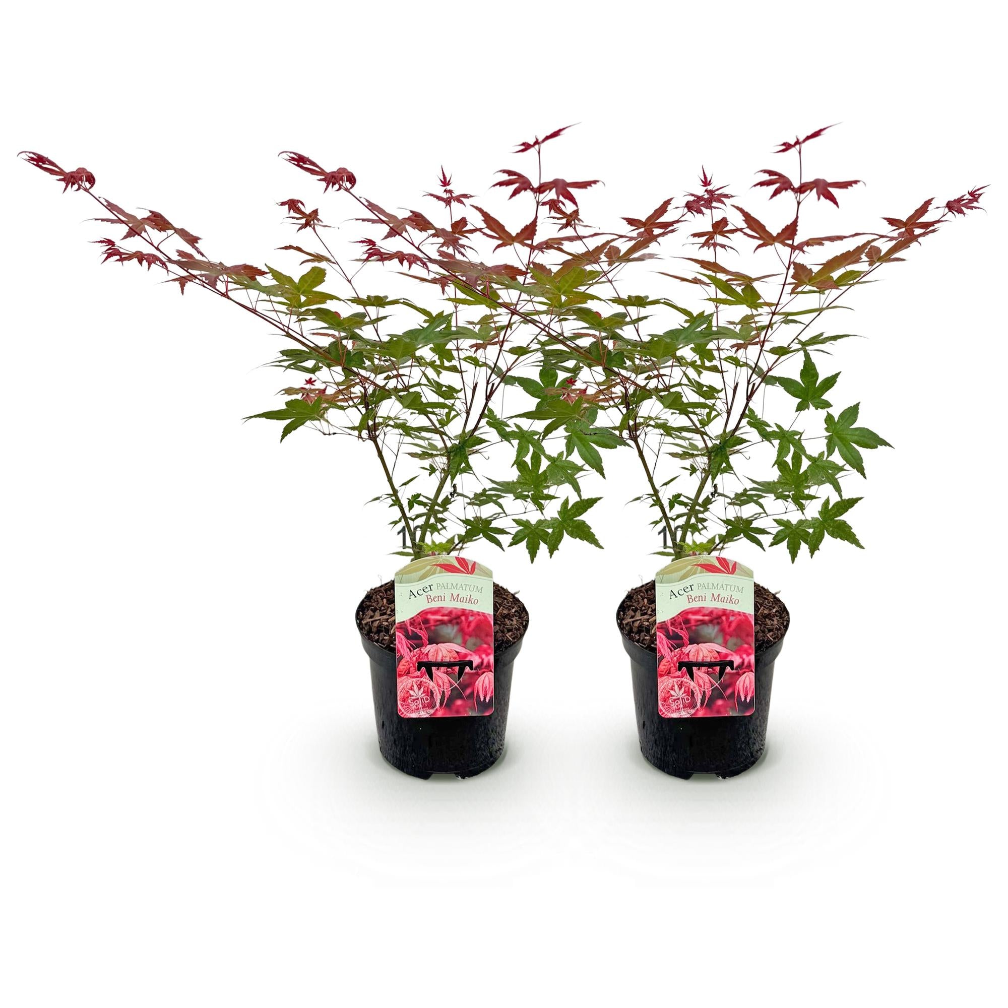 Green boutiQ – Terrassenpflanze – Japanischer Ahorn (Acer palmatum Beni Maiko) – Rot – 2 Pflanzen – Laubabwerfend – Topf 19 cm, Höhe 70 cm