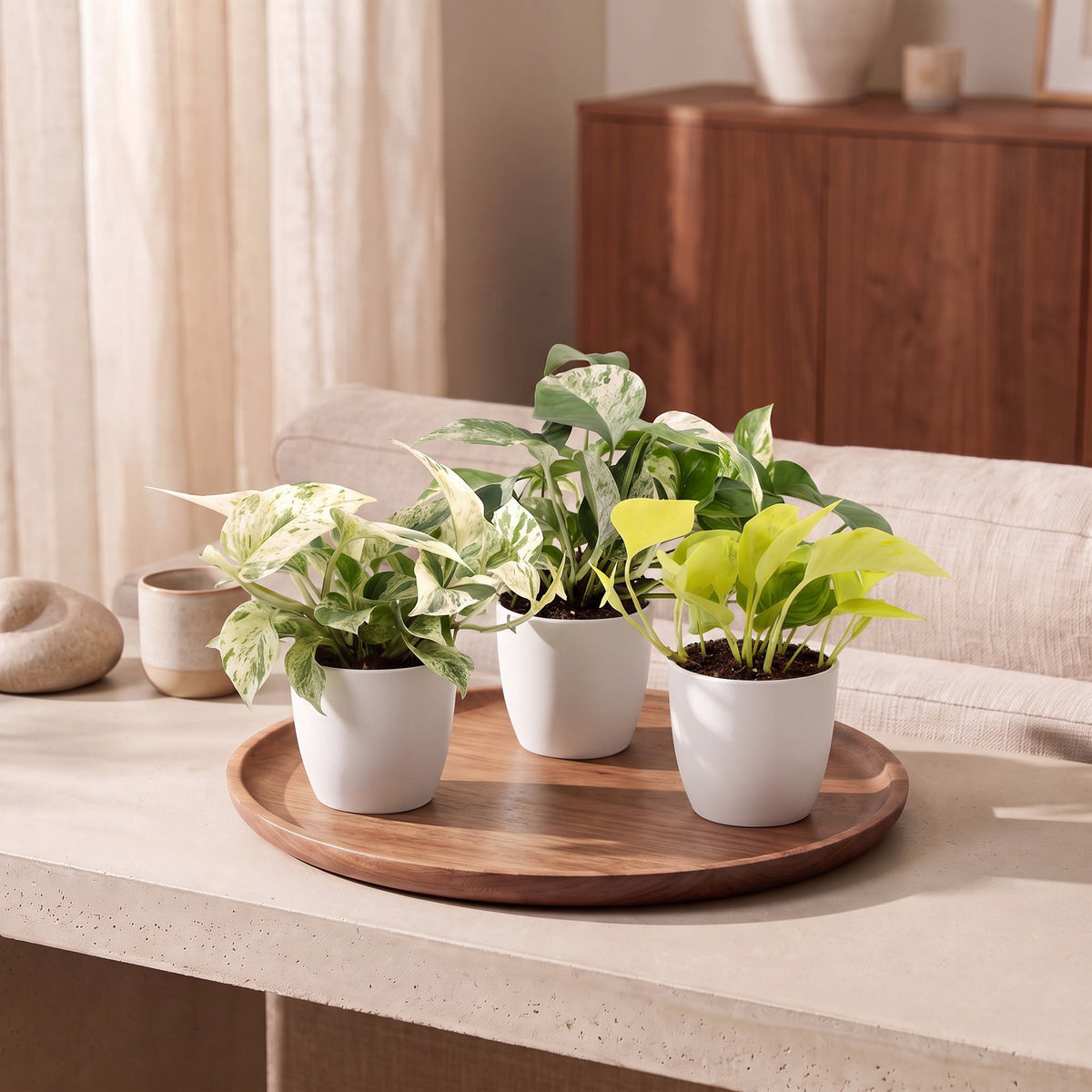 Epipremnum Tricolour 3x - Geel - Groen - Creme - Tropisch - incl. witte pot - Ø6cm - ↕20-25cm