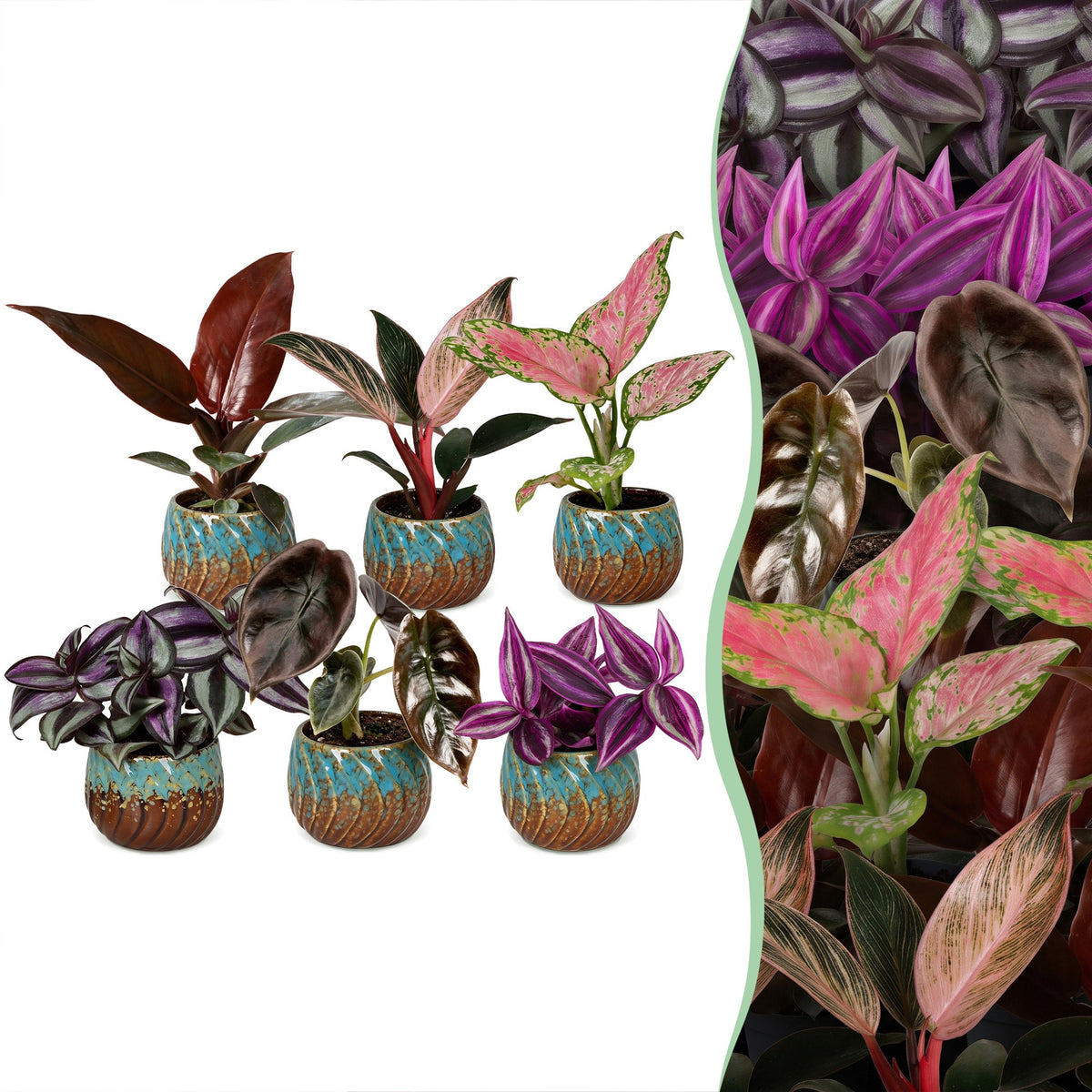 Baby Planten Paradise Mix - Diversen 6x - Tropisch - incl. Copper Reef - Ø6cm - ↕10-15cm
