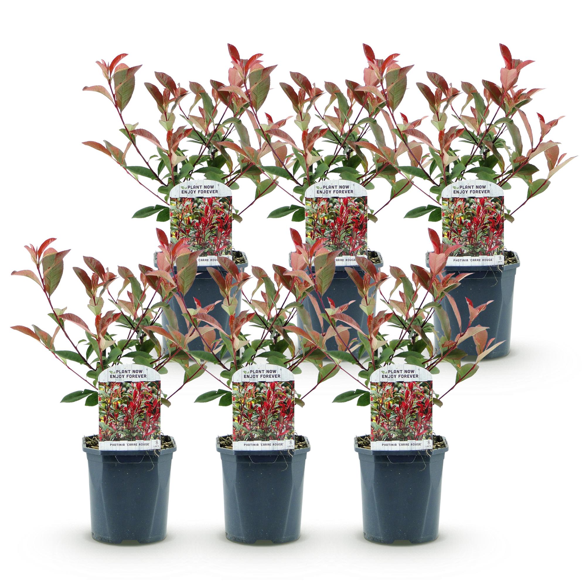Photinia fraseri Carre Rouge - groen rood  - 6 planten - 1 strekkende meter - groenblijvend - pot 17cm hoogte 55cm