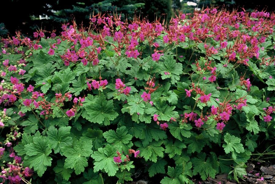 6x Geranium macr. 'Czakor' - ↕10-25cm - Ø9cm