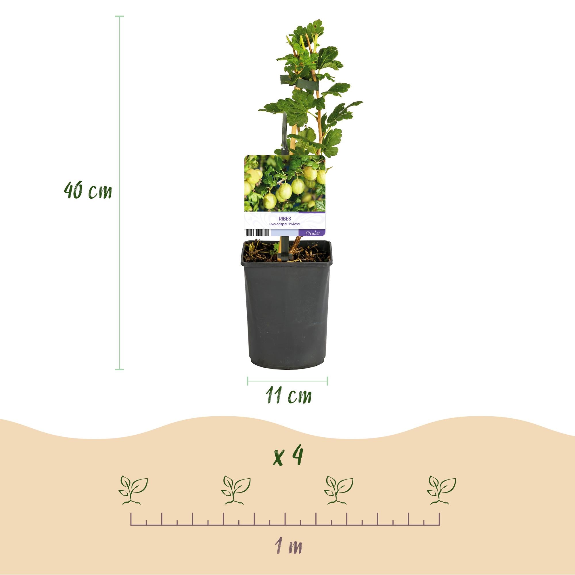 Kruisbes - Ribes uva-crispa Invicta - Groene Bes - 2 planten -  Pot 11cm Hoogte 40cm