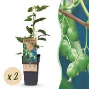 Acitinidia arguta Issai - Kiwiplant - Zelfbestuivend - Groene Vrucht - 2 Planten - Pot 15cm - Hoogte 50cm