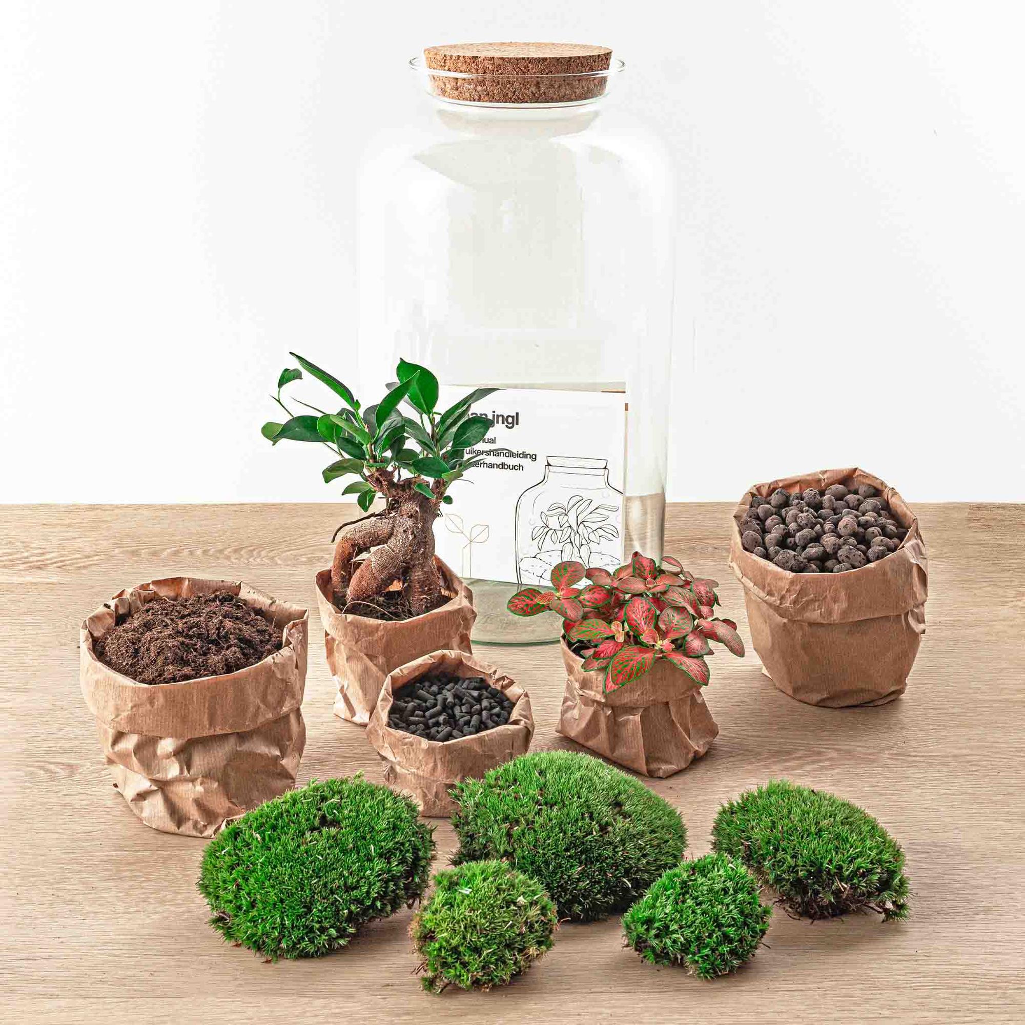 Terrario fai da te - Sven Bonsai - ↕ 43 cm - Rastrello + Pala + Pinzetta