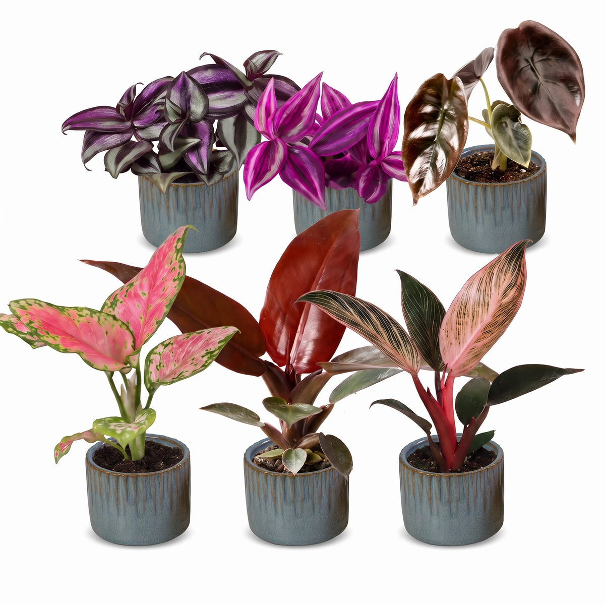 Baby Planten Paradise Mix - Diversen 6x - Tropisch - incl. Linnea Misty Blue - Ø6cm - ↕10-15cm