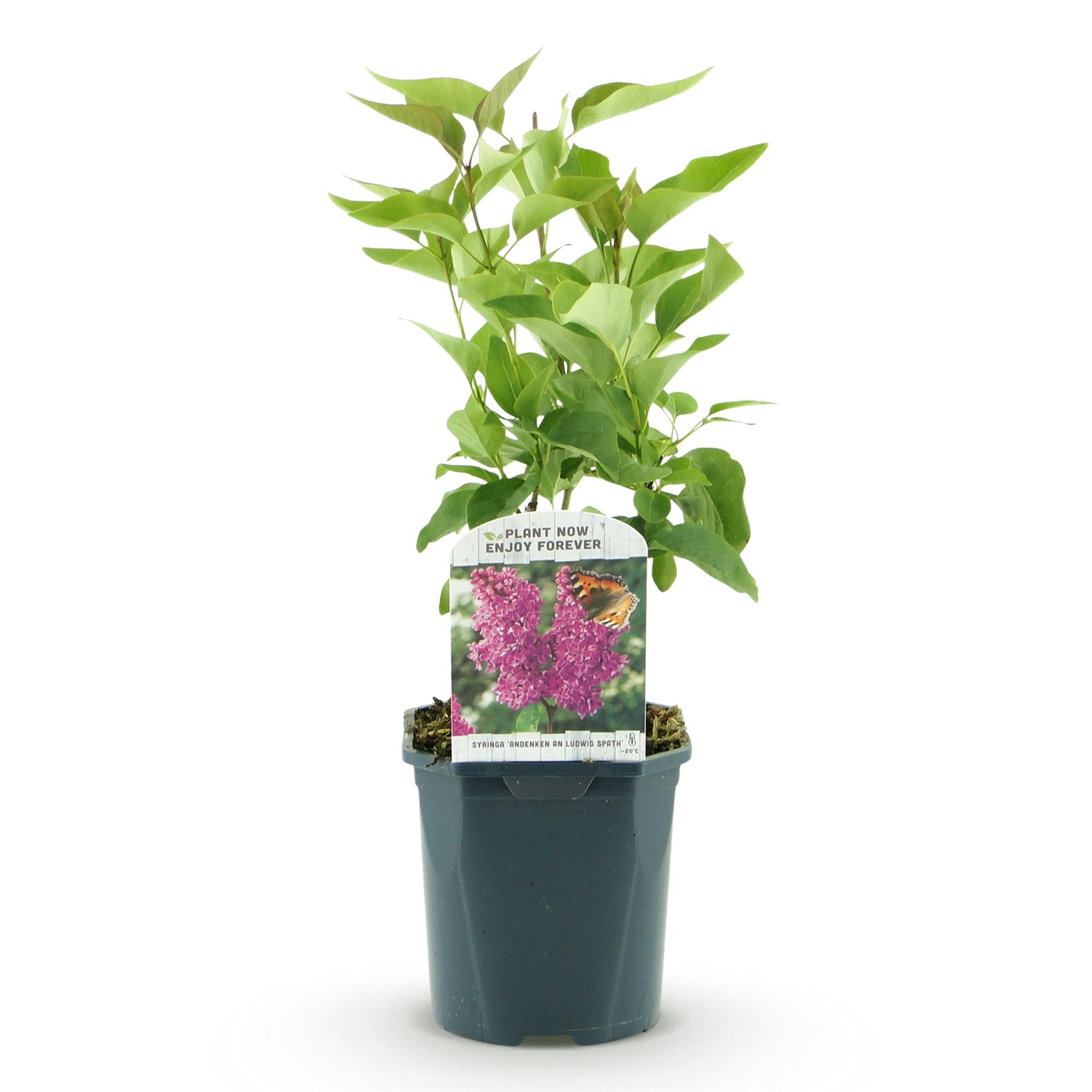 Syringa vulgaris Ludwig Spath - Gewone Sering - Winterhard - Paars - 1 Plant - Pot 17cm - Hoogte 45cm