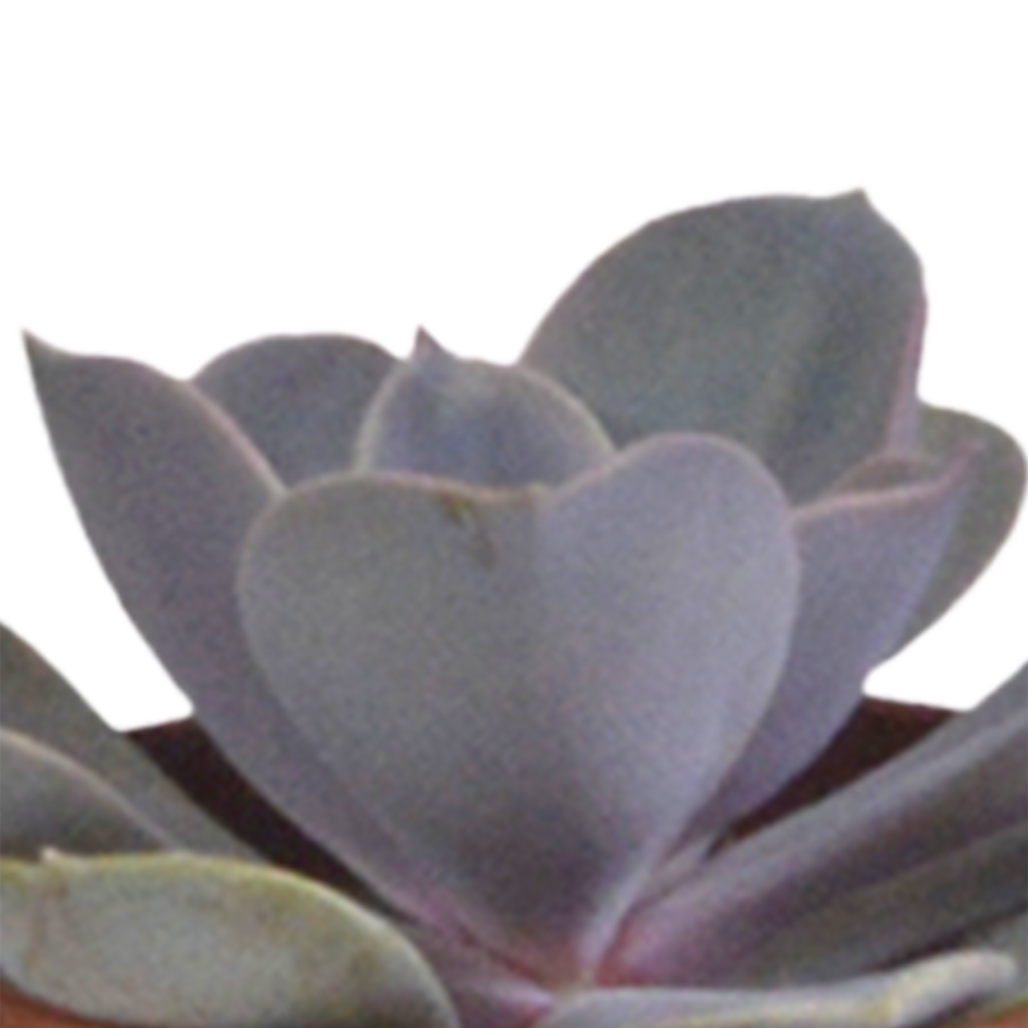 Vetplanten mix 5.5 cm - 5x - in witte pot