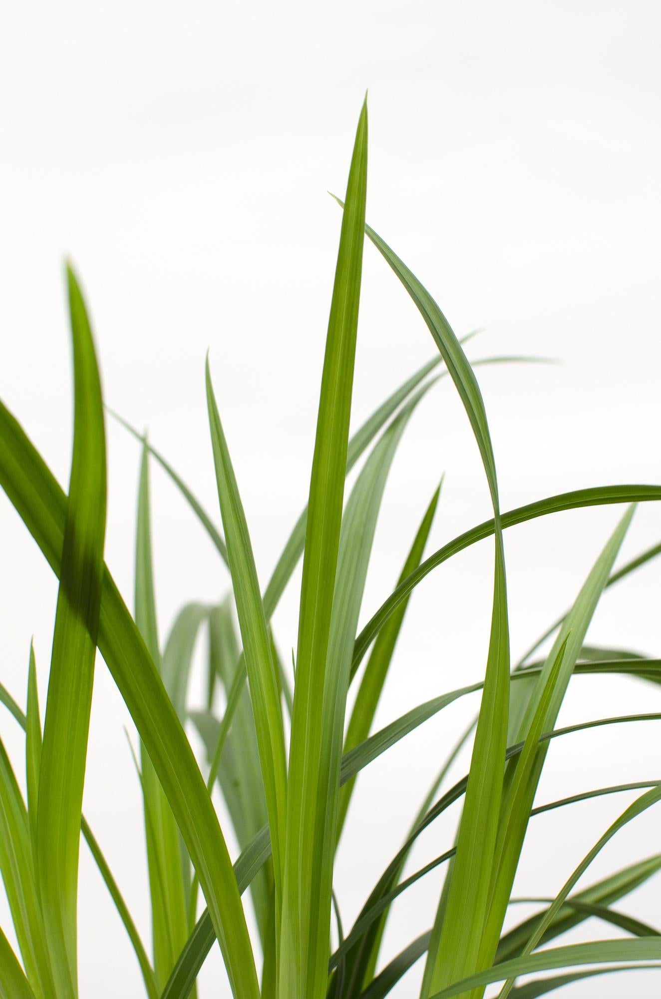 3x - Carex morrowii 'Irish Green' - ↨30cm - Ø14