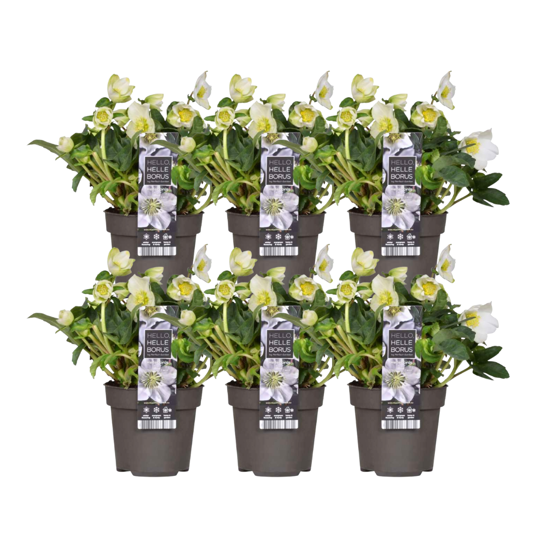 6x Helleborus niger 'Christmas Carol' | Ø 12 cm | ↕ 20 cm
