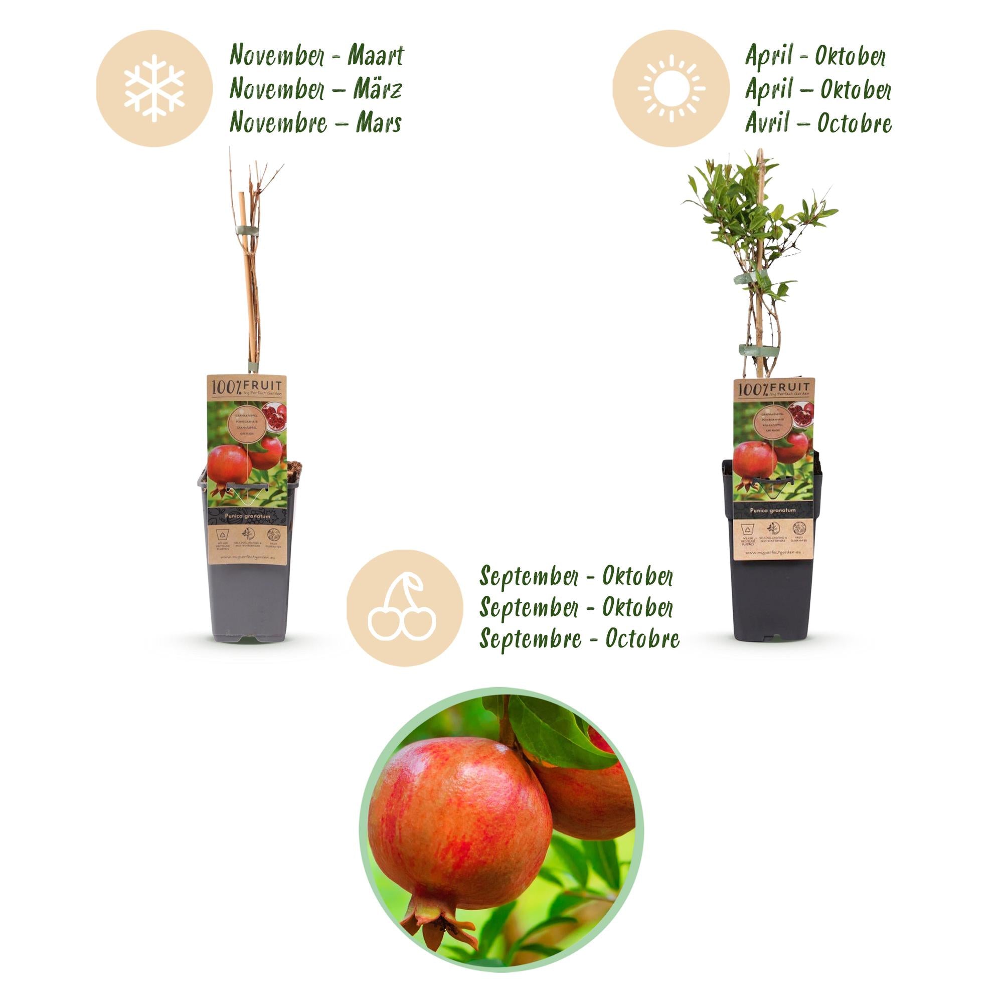 Punica granatum - Granaatappel - Winterhard - Rood-Oranje Vrucht - 2 Planten - Pot 15cm - Hoogte 50cm