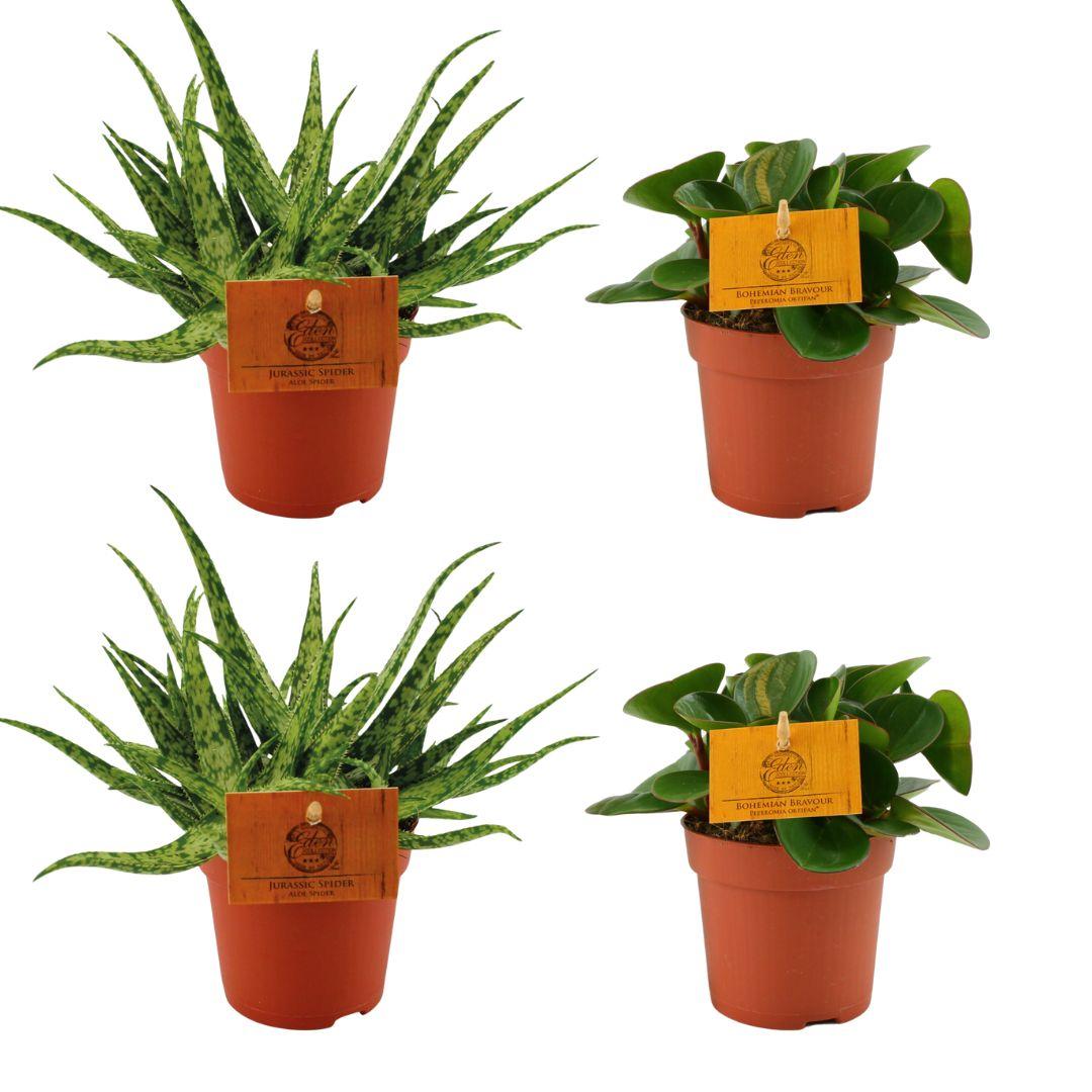 2x Aloe Spider + 2x Peperomia Obtipan Green - 4 pezzi - Ø10,5cm - ↕10cm