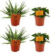 2x Aloe Spider + 2x Peperomia Obtipan Green - 4 pezzi - Ø10,5cm - ↕10cm