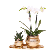 Kolibri Orchids | Gift Set Allure Shiny Goud - Witte Phalaenopsis Orchidee Mineral Amabilis & Succulent