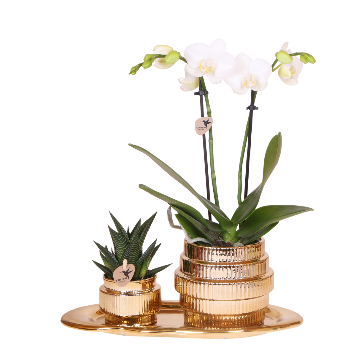 Kolibri Orchids | Gift Set Allure Shiny Goud - Witte Phalaenopsis Orchidee Mineral Amabilis & Succulent