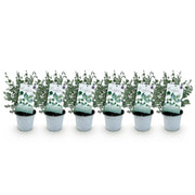 Eucalyptus boom - Eucalyptus gunni  - Grijs - 6 Planten - Winterhard - Pot 14cm Hoogte 30cm