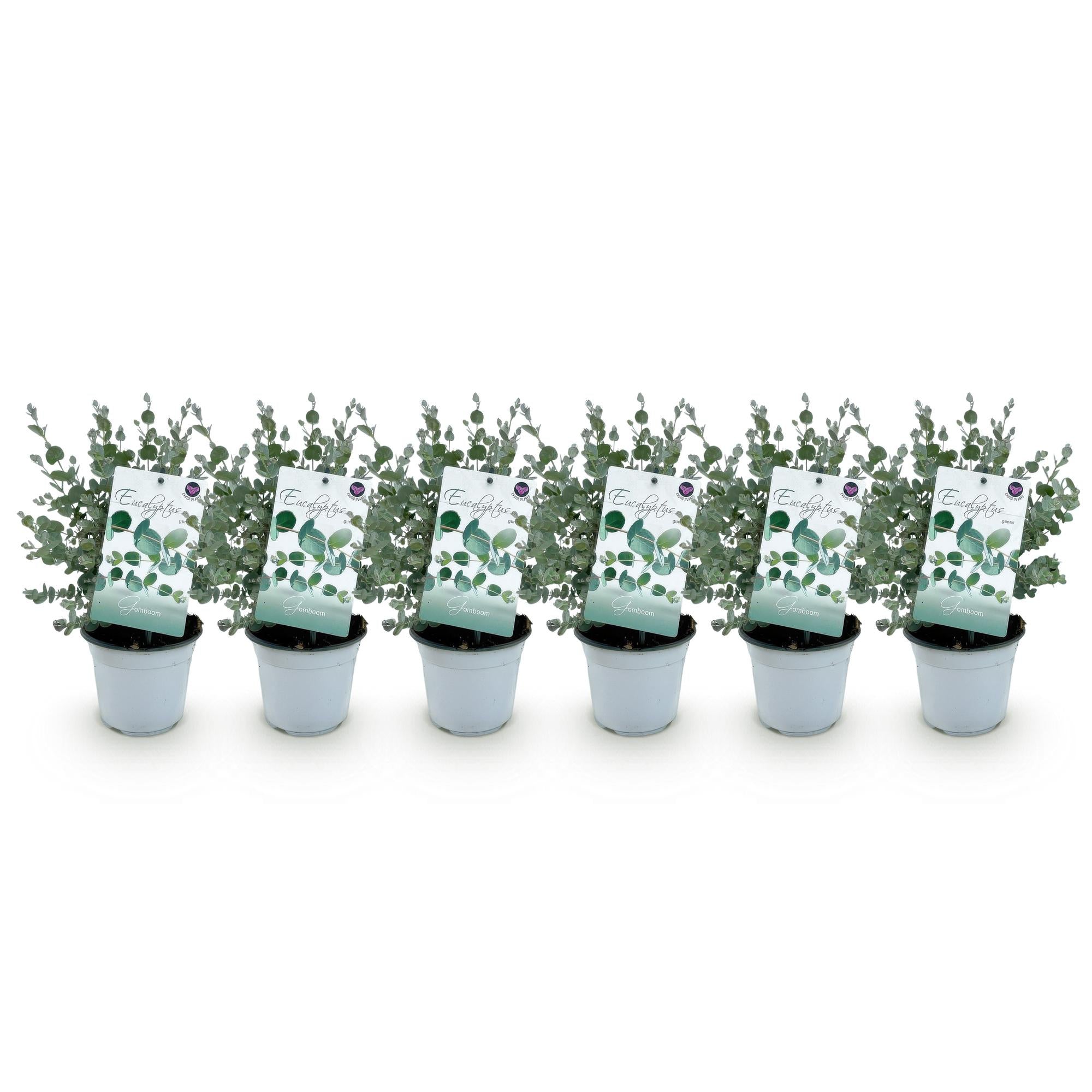 Eucalyptus boom - Eucalyptus gunni  - Grijs - 6 Planten - Winterhard - Pot 14cm Hoogte 30cm