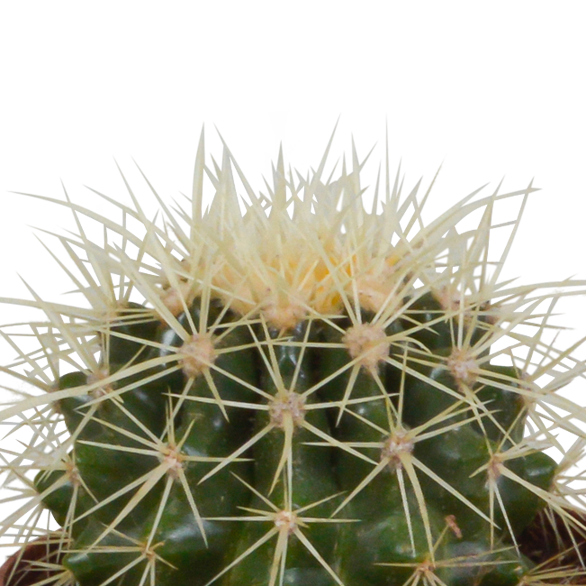 Cactus mix 8.5 cm - 3x - in terracotta pot