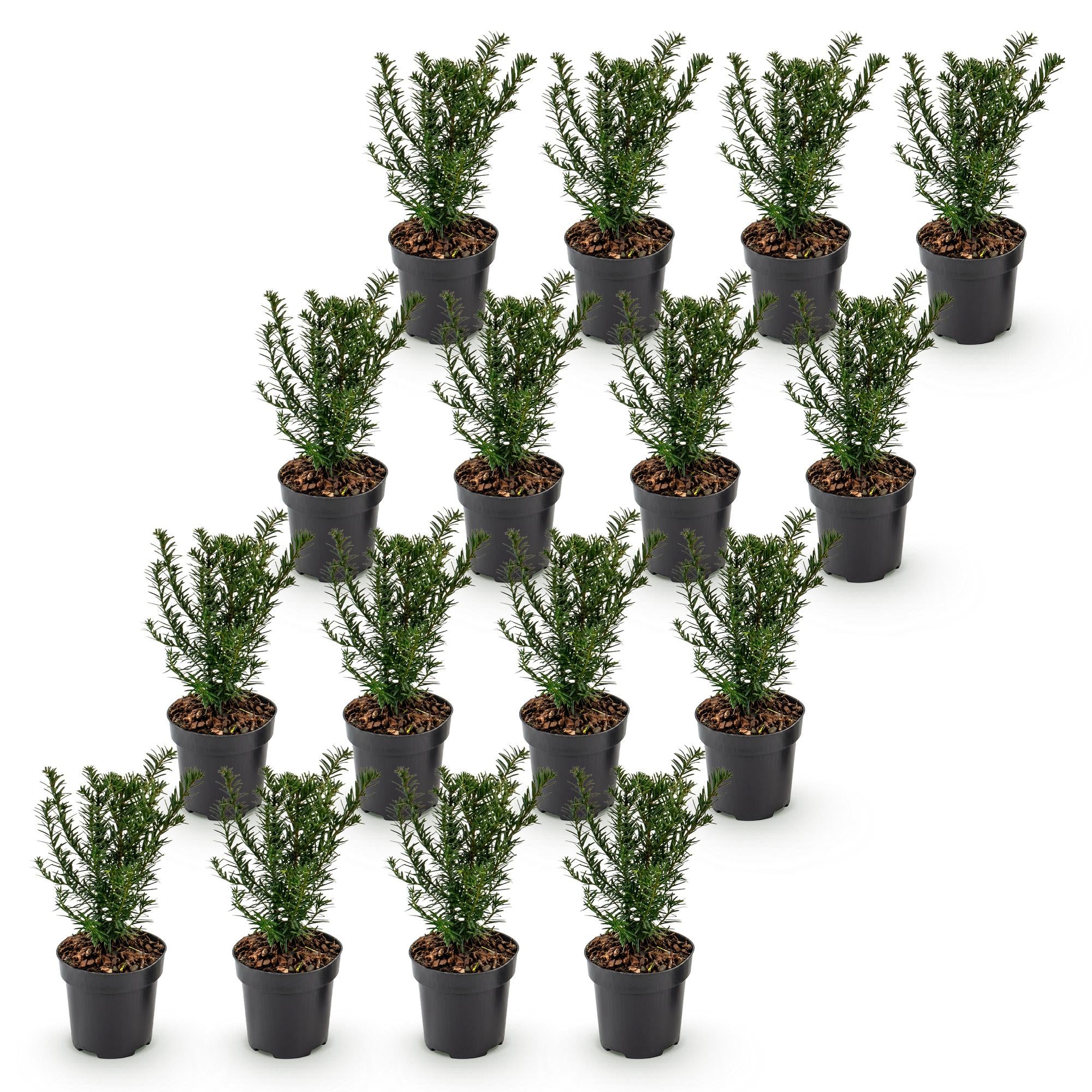 Taxus baccata - Venijnboom - 16x - Haagplanten - Groenblijvend - Groen - Pot 9cm - Hoogte 20-30cm