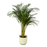 Palmier Areca - ↨130 cm - Ø24 cm avec support Vibes Fold Rond blanc D30 x H27