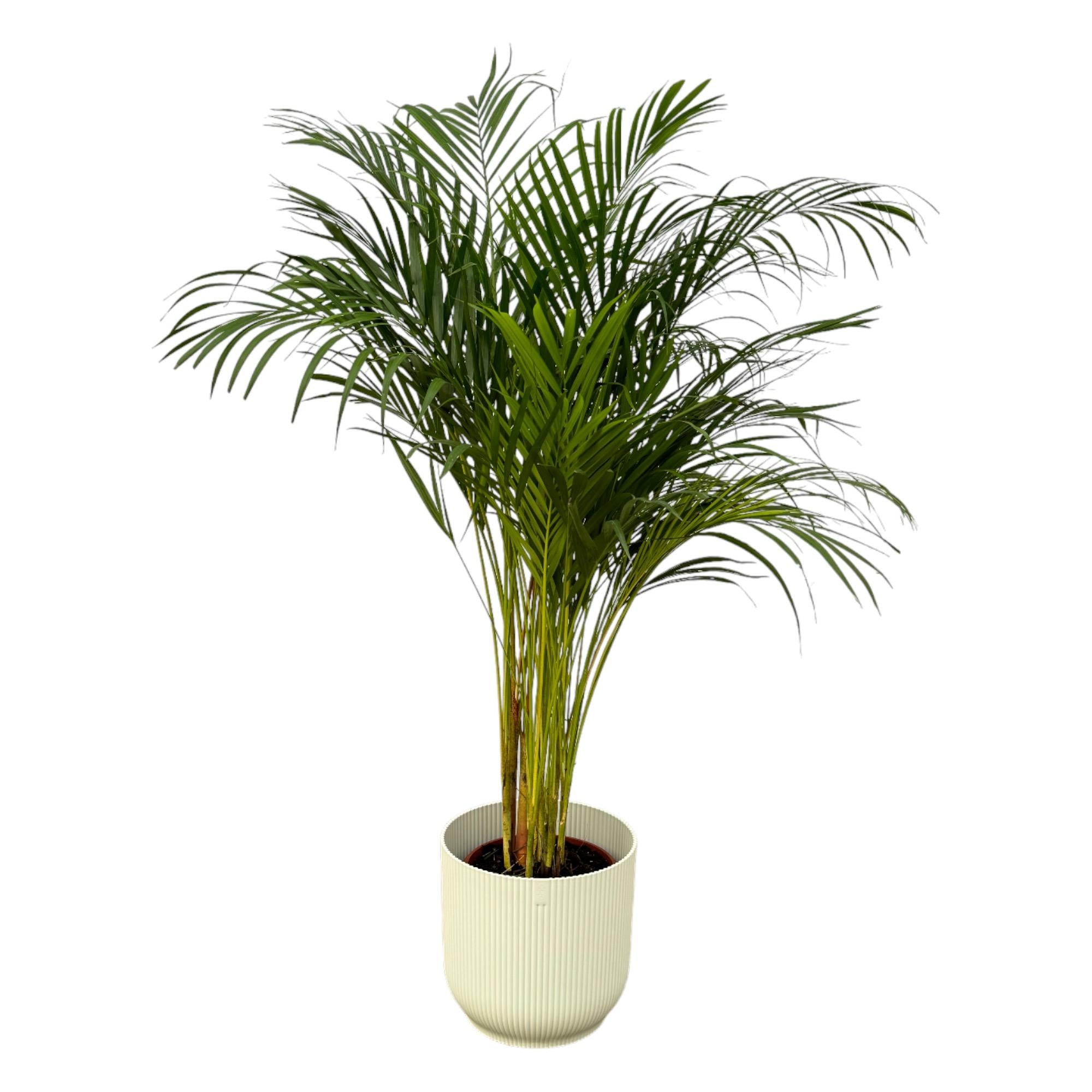 Palmier Areca - ↨130 cm - Ø24 cm avec support Vibes Fold Rond blanc D30 x H27