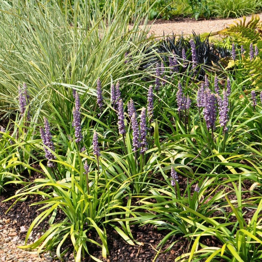 Liriope muscari 'Ingwersen' - 6x - Ø 14 cm - ↨ 25 cm