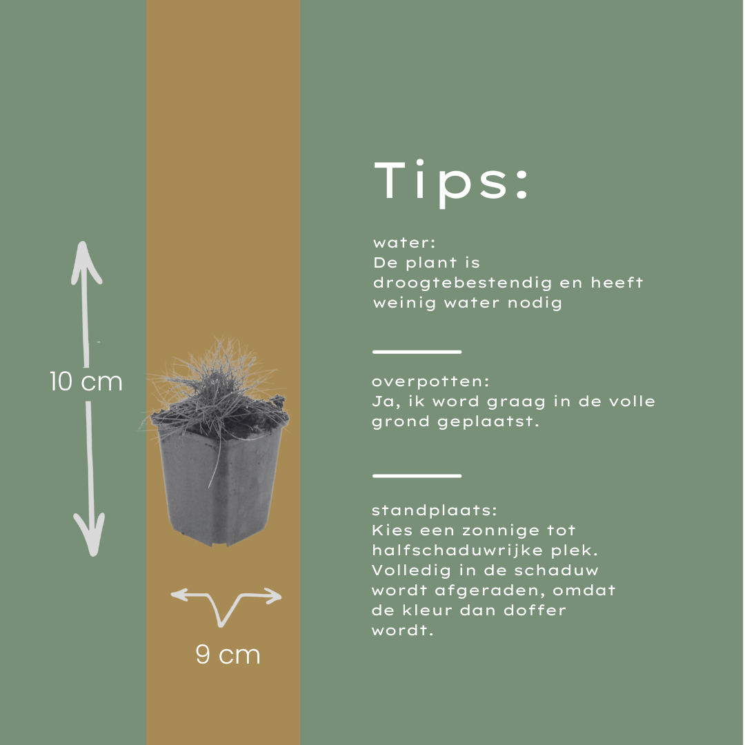 48x Festuca gautieri - ↕10-25cm - Ø9cm