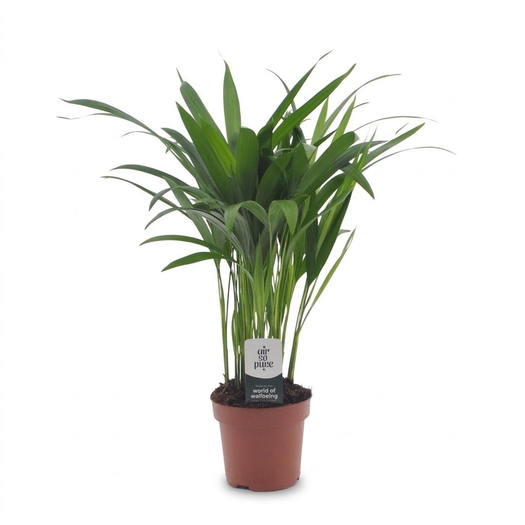 Areca Lutescens - Goudpalm -Pot 12cm - Hoogte - 45cm