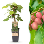 Actinidia arguta Weiki - Kiwiplant - Mannelijk - Rode - Paarse Vruchtjes - 1 Plant - Pot 15cm - Hoogte 50cm