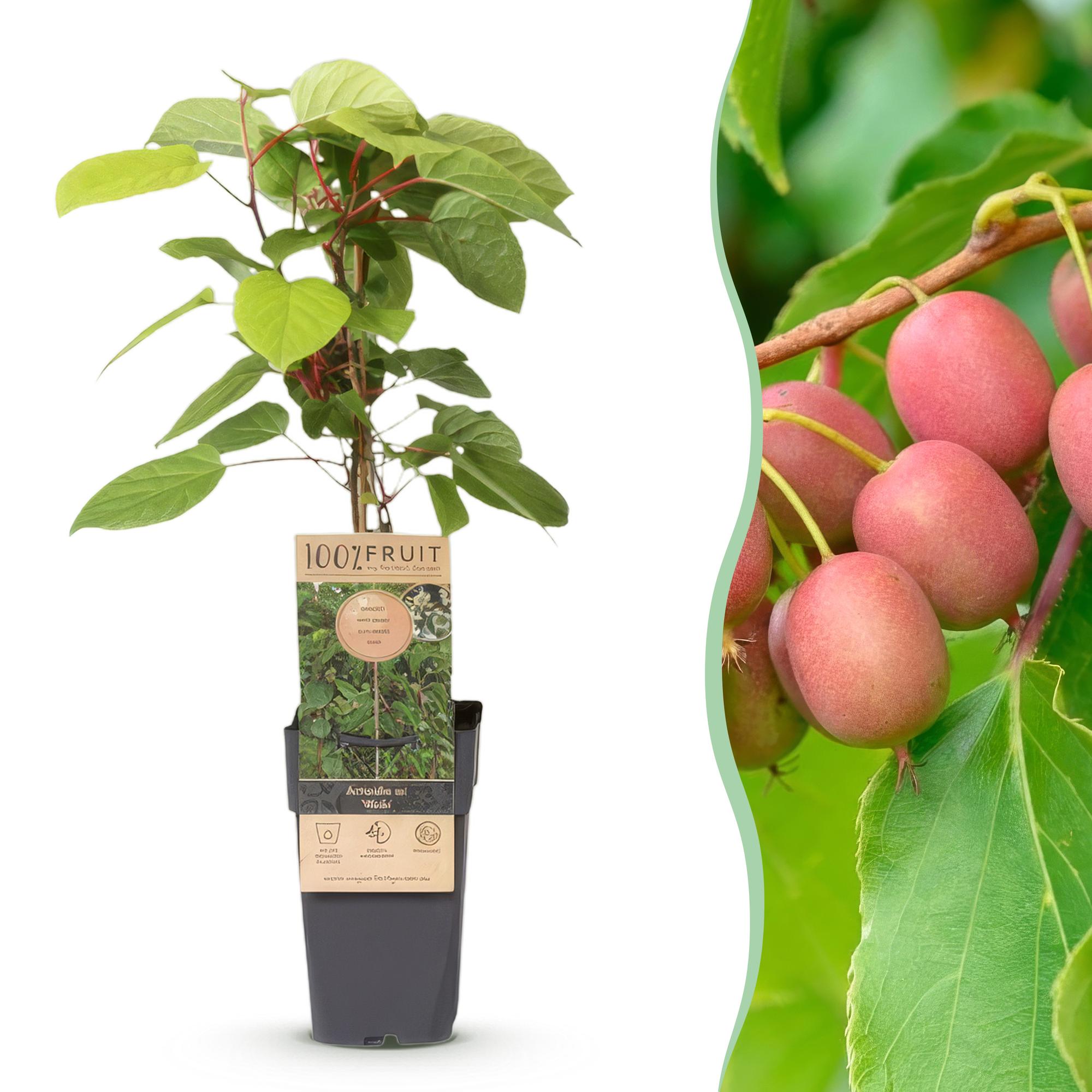 Actinidia arguta Weiki - Kiwiplant - Mannelijk - Rode - Paarse Vruchtjes - 1 Plant - Pot 15cm - Hoogte 50cm