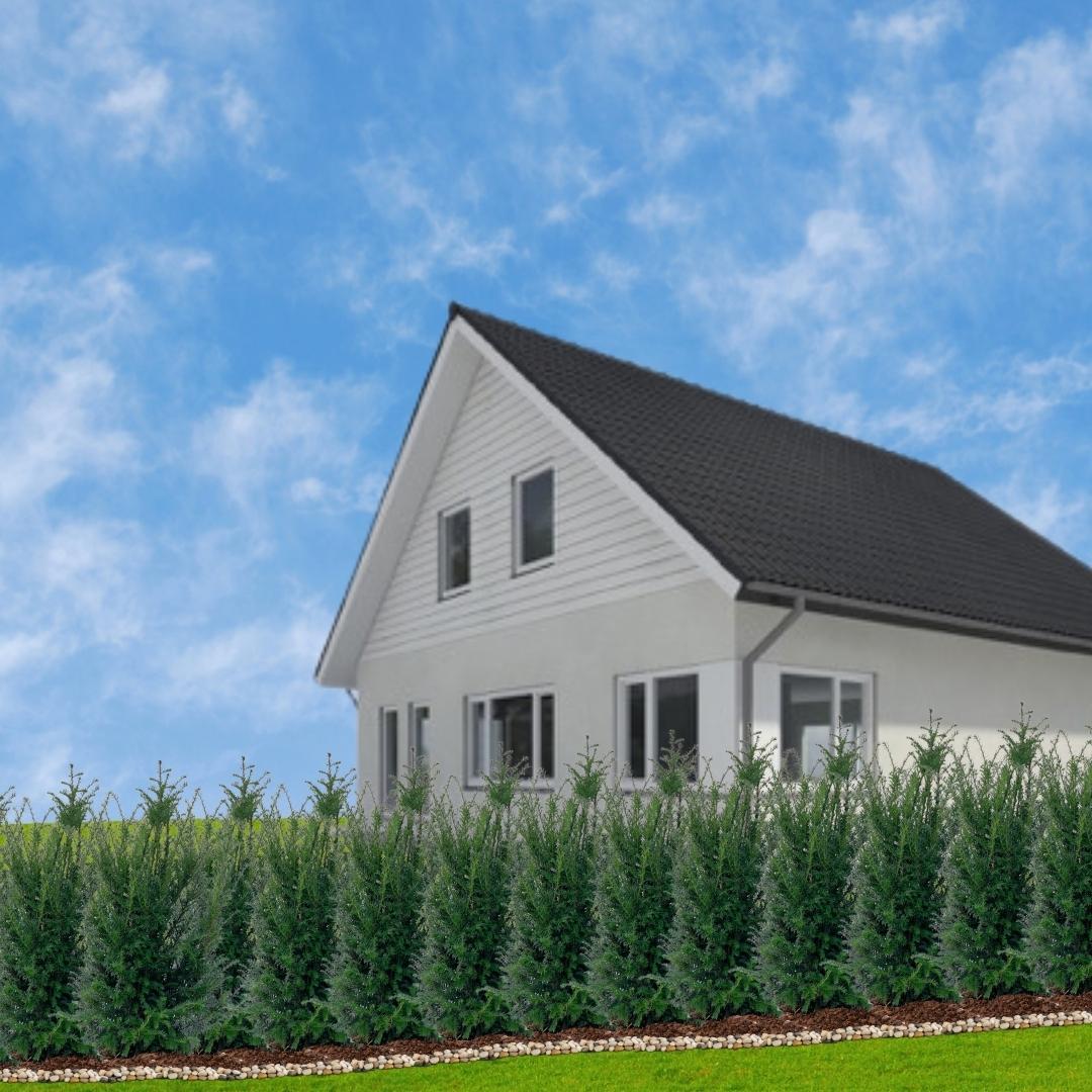 Große Eiben für eine 10 Meter hohe Hecke | - 12L - 25 x | ↨ 80-100 cm