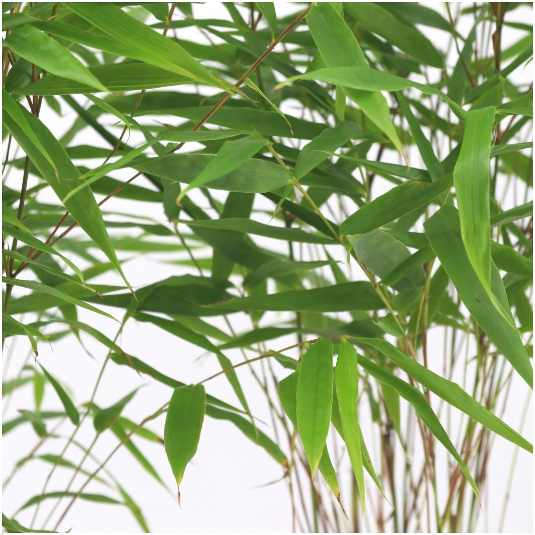 6x Fargesia Rufa Ø13 cm - ↕25 cm Bambú