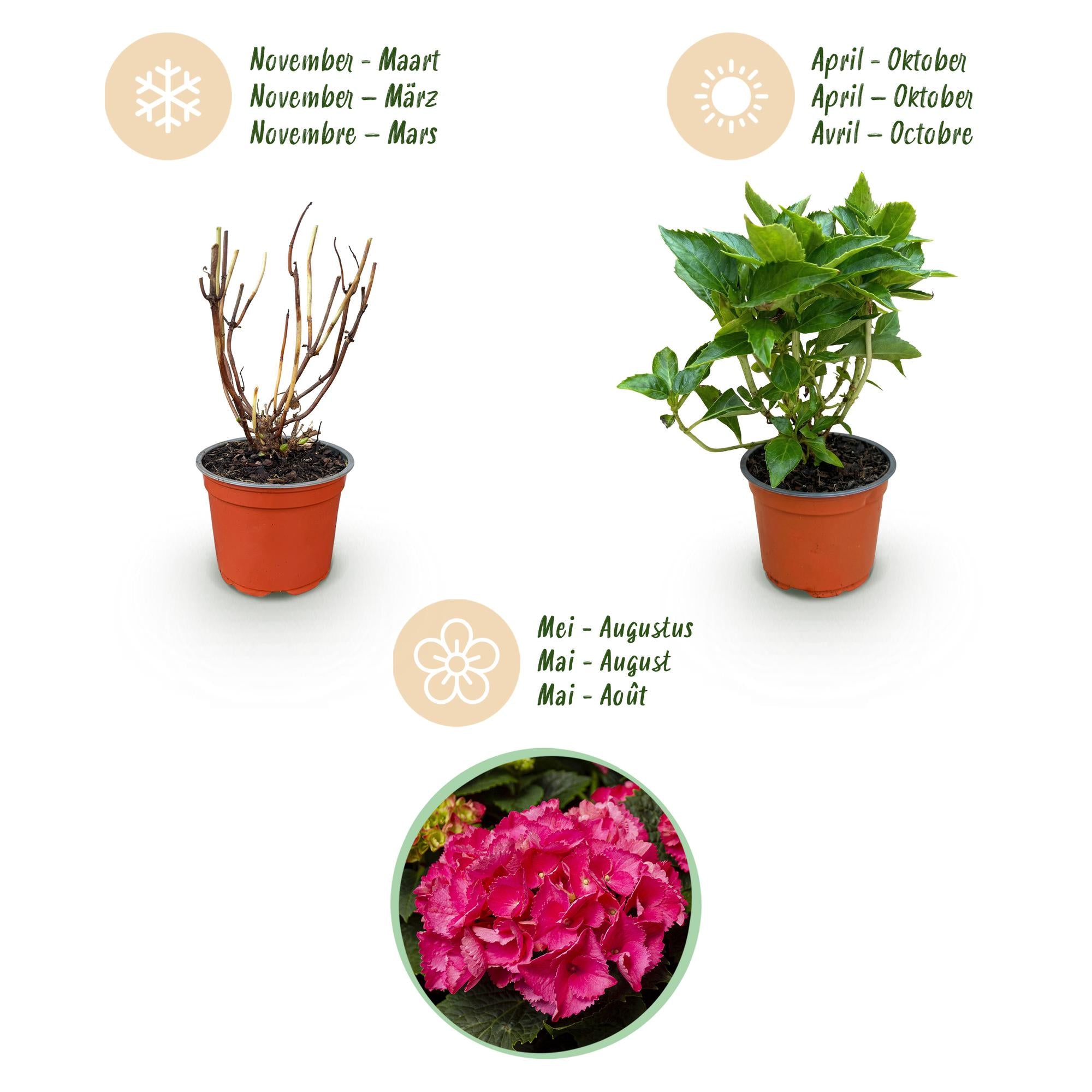 Hydrangea macrophylla Rood - Hortensia - Winterhard - Rood - 1 Plant - Pot 12cm - Hoogte Hoogte 20-30cm