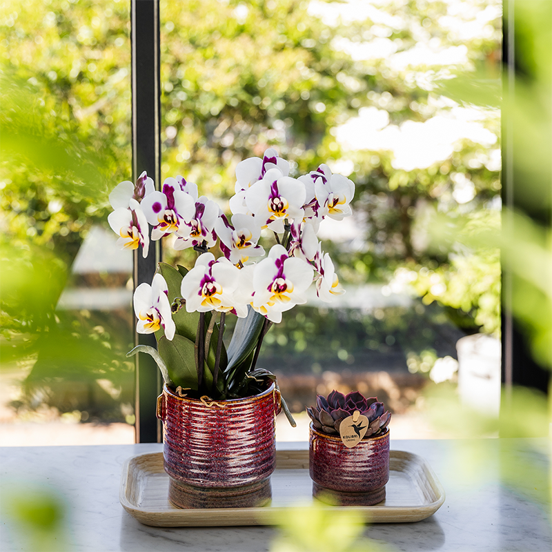 Kolibri Orchideen | Geschenkset Aura | Rosa Phalaenopsis-Orchidee 'Congo' mit grüner Pflanze in dekorativen Aura-Töpfen auf einem Bambustablett