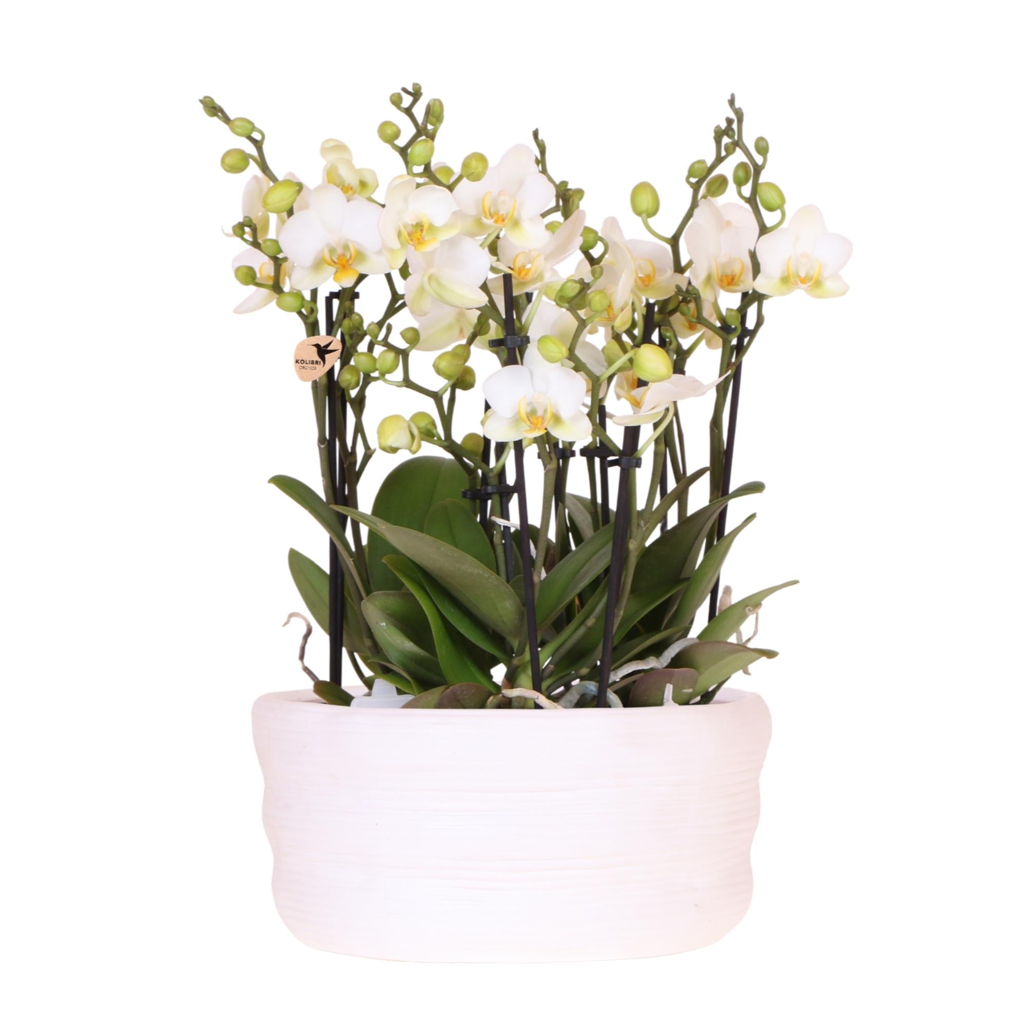 Orchidées Kolibri | Ensemble d'orchidées blanches dans un vase Como avec réservoir d'eau intégré | Trois orchidées blanches Lausanne 9 cm | Bouquet Mono blanc avec réservoir d'eau autonome