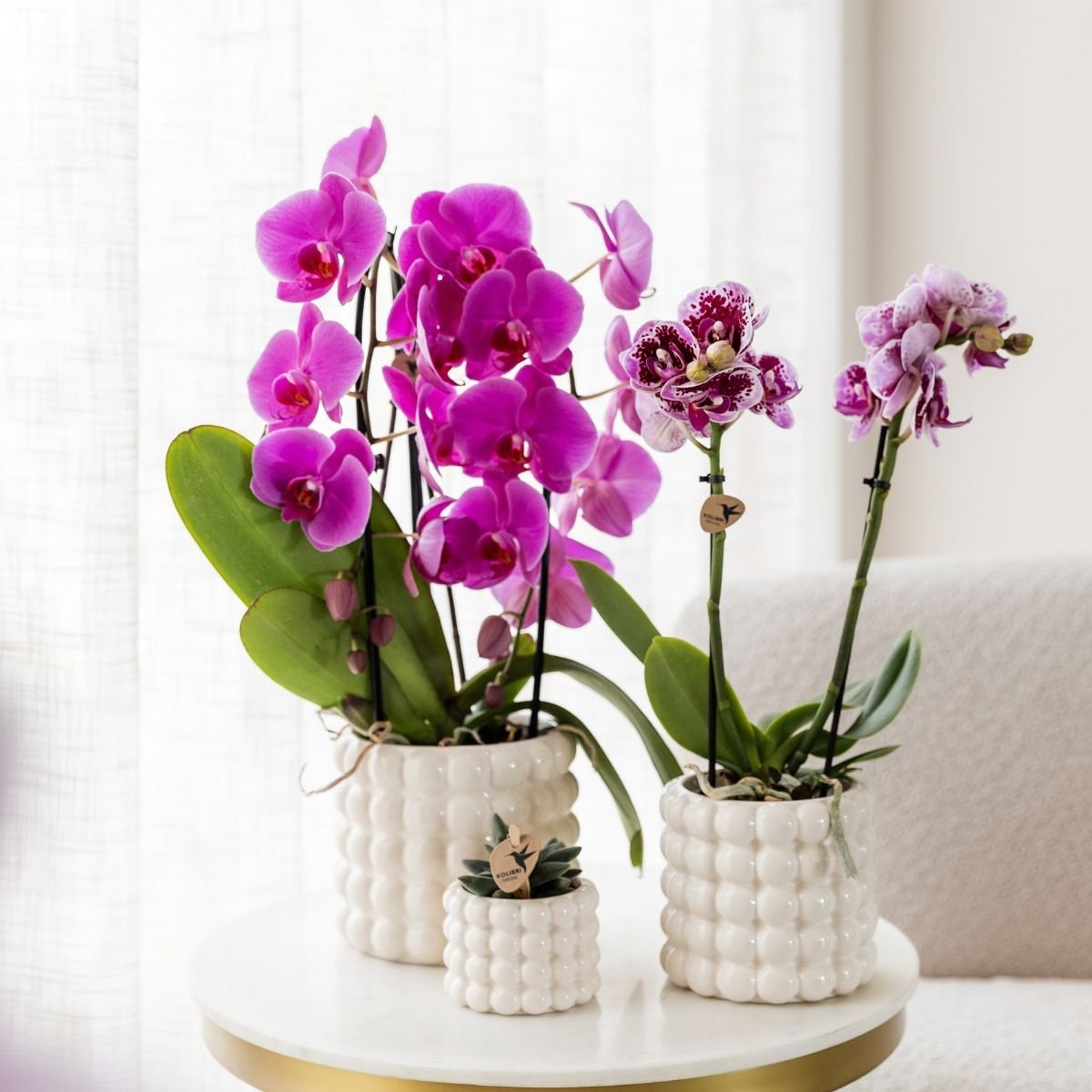 Kolibri Orchids | Combi Deal - 4 Paarse Phalaenopsis Orchideeën Niagara Fall Free Ride - Ø12 cm