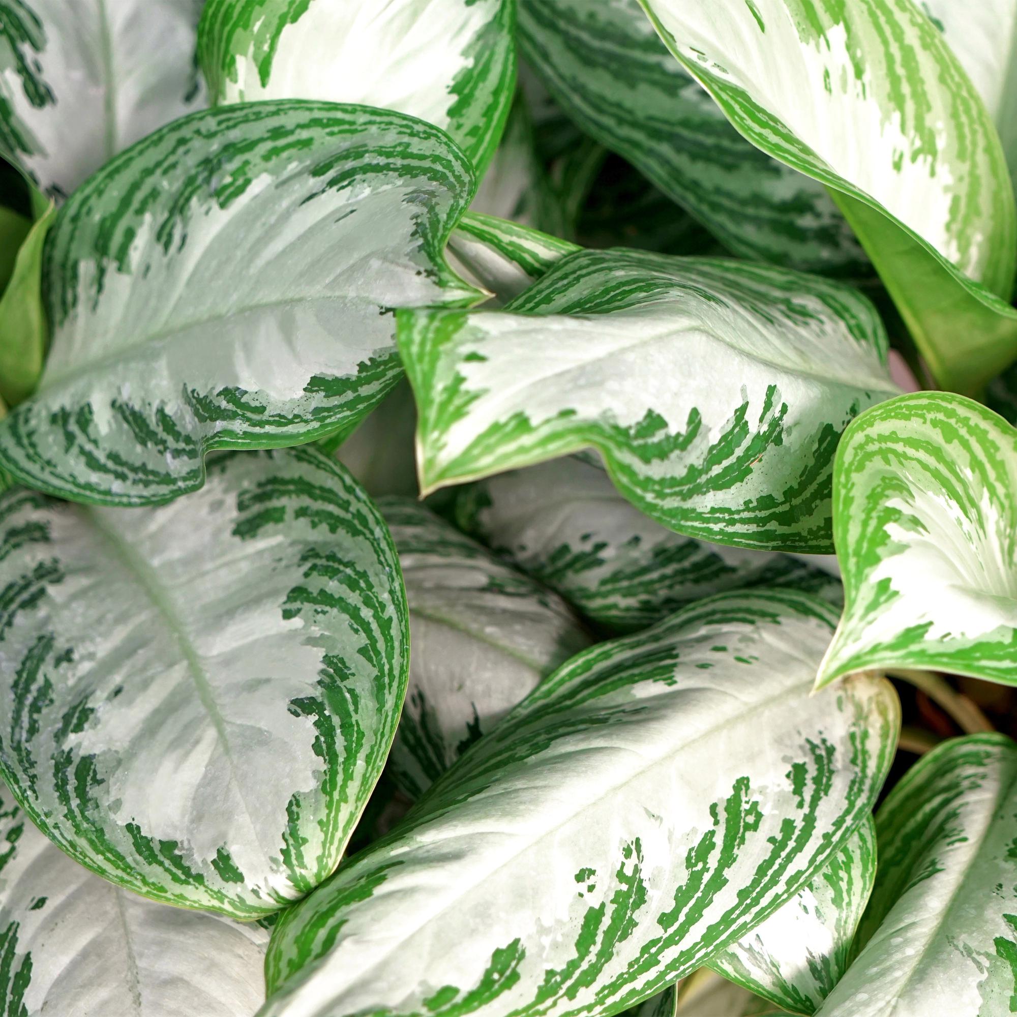 Aglaonema Silver Bay - Zilverblad - Weinig onderhoud - Groen - 1 Plant - Pot 17cm - Hoogte 70-75cm