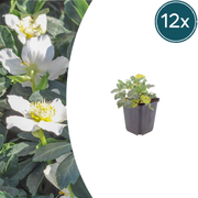 12x Helleborus niger - ↕10-25cm - Ø9cm