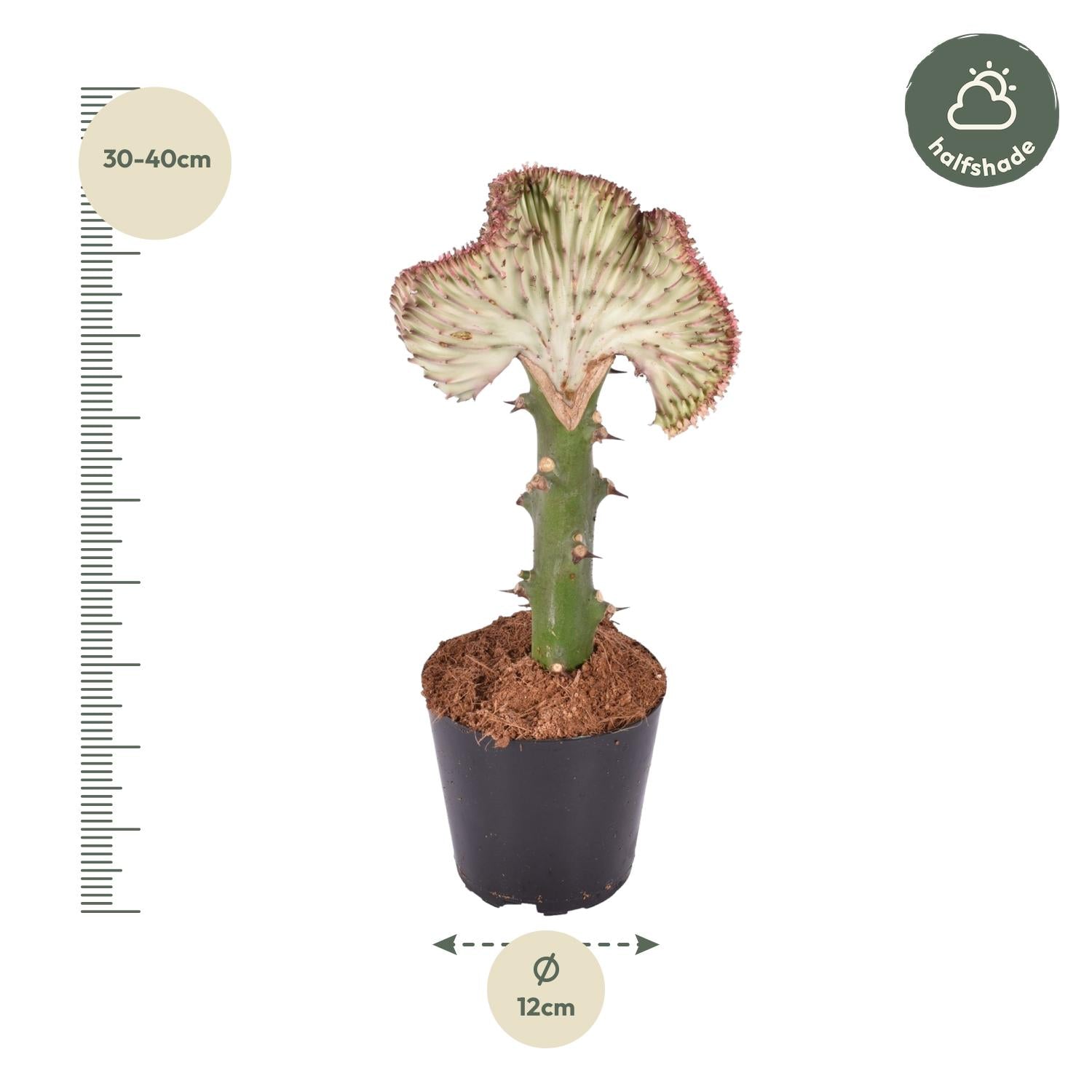 Euphorbia lactea Cristata rood - 35 cm - ø12